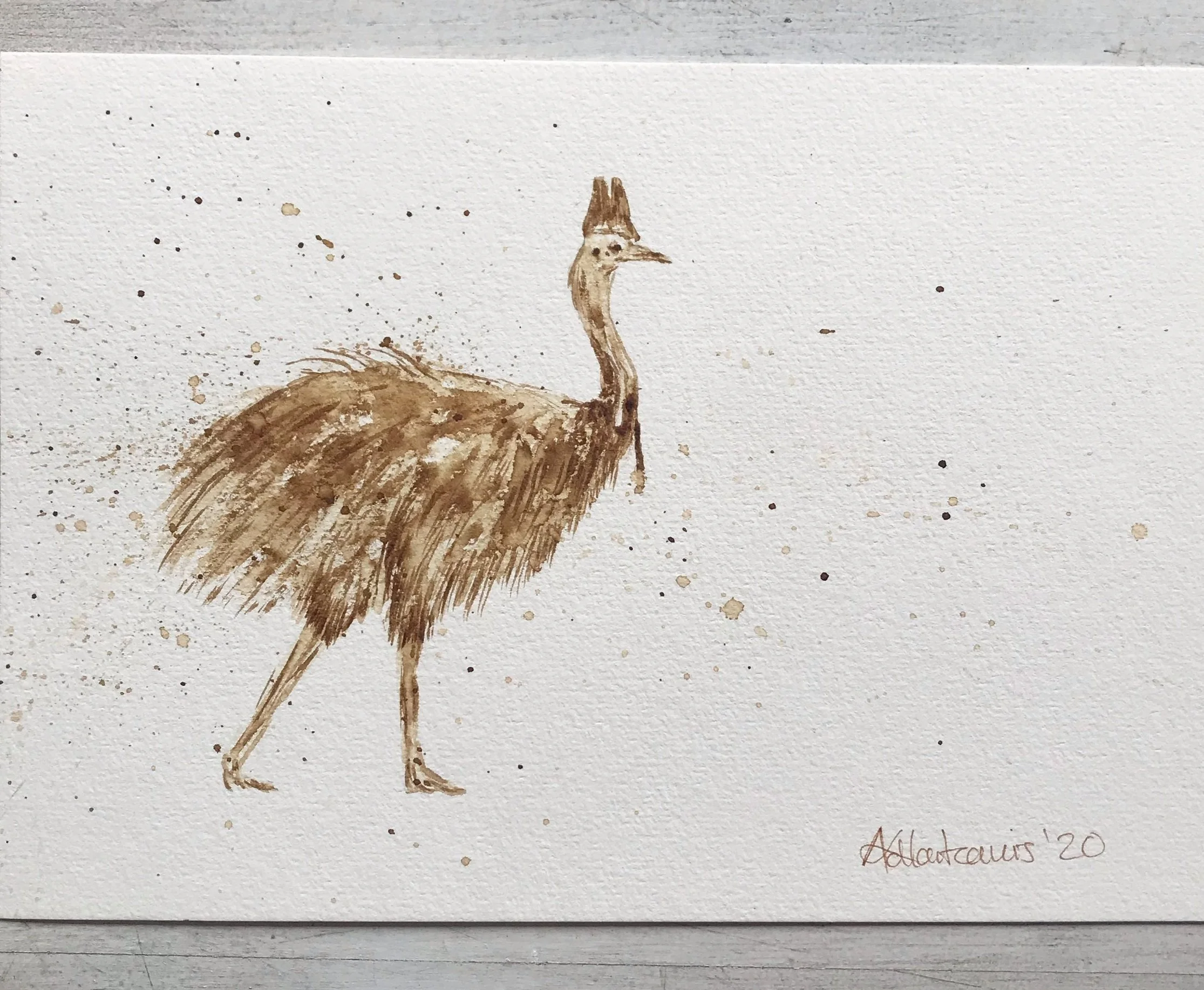 S4W003 Cassowary.jpg