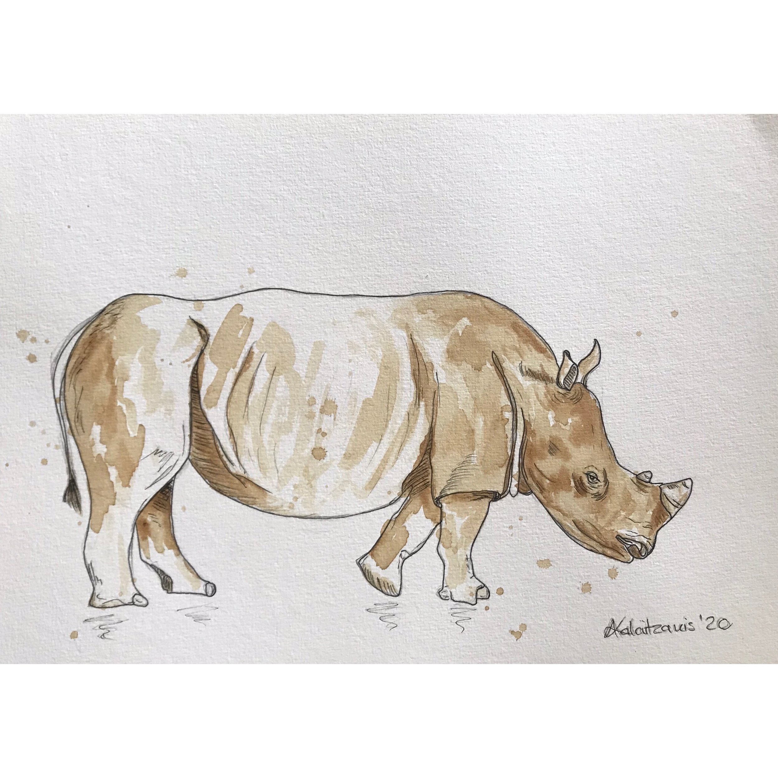 S4W015 Rhino in Coffee.JPG