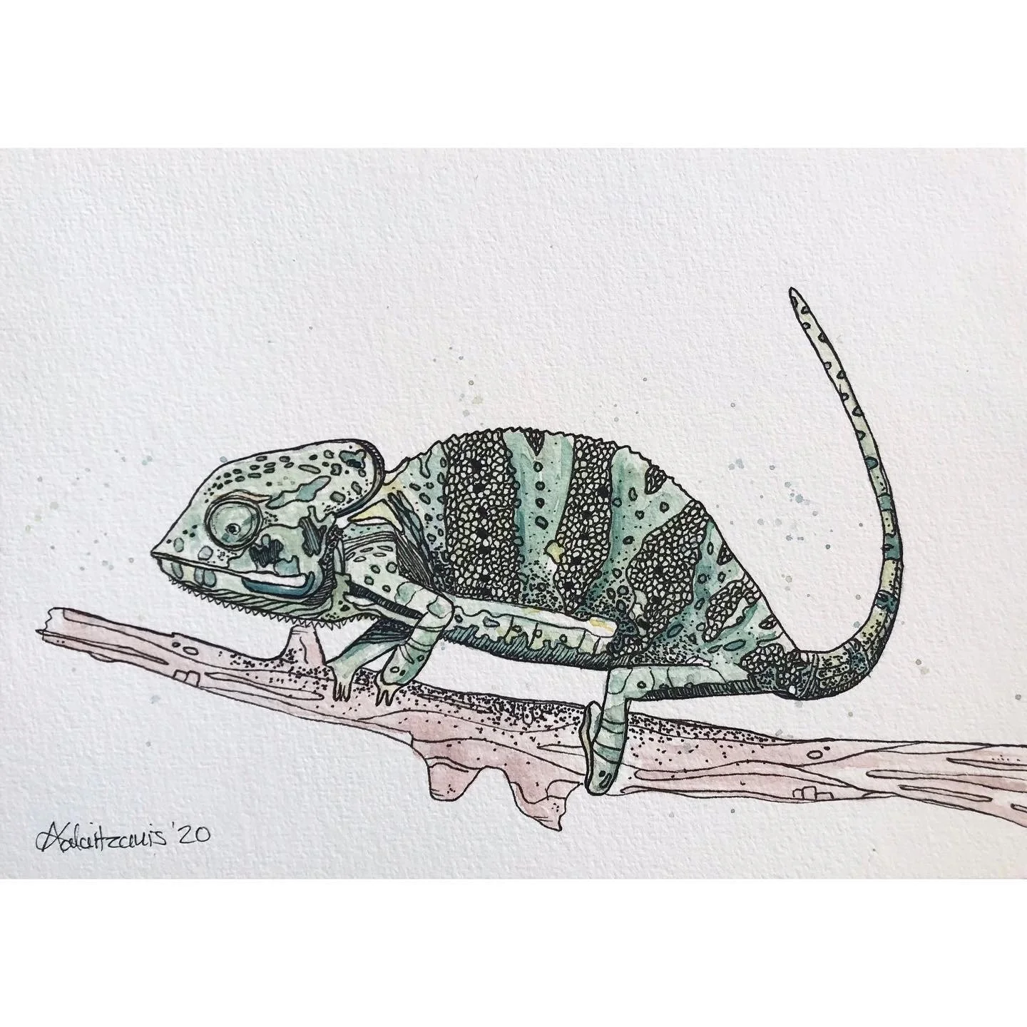 S4W017 Ndutu Chameleon.JPG