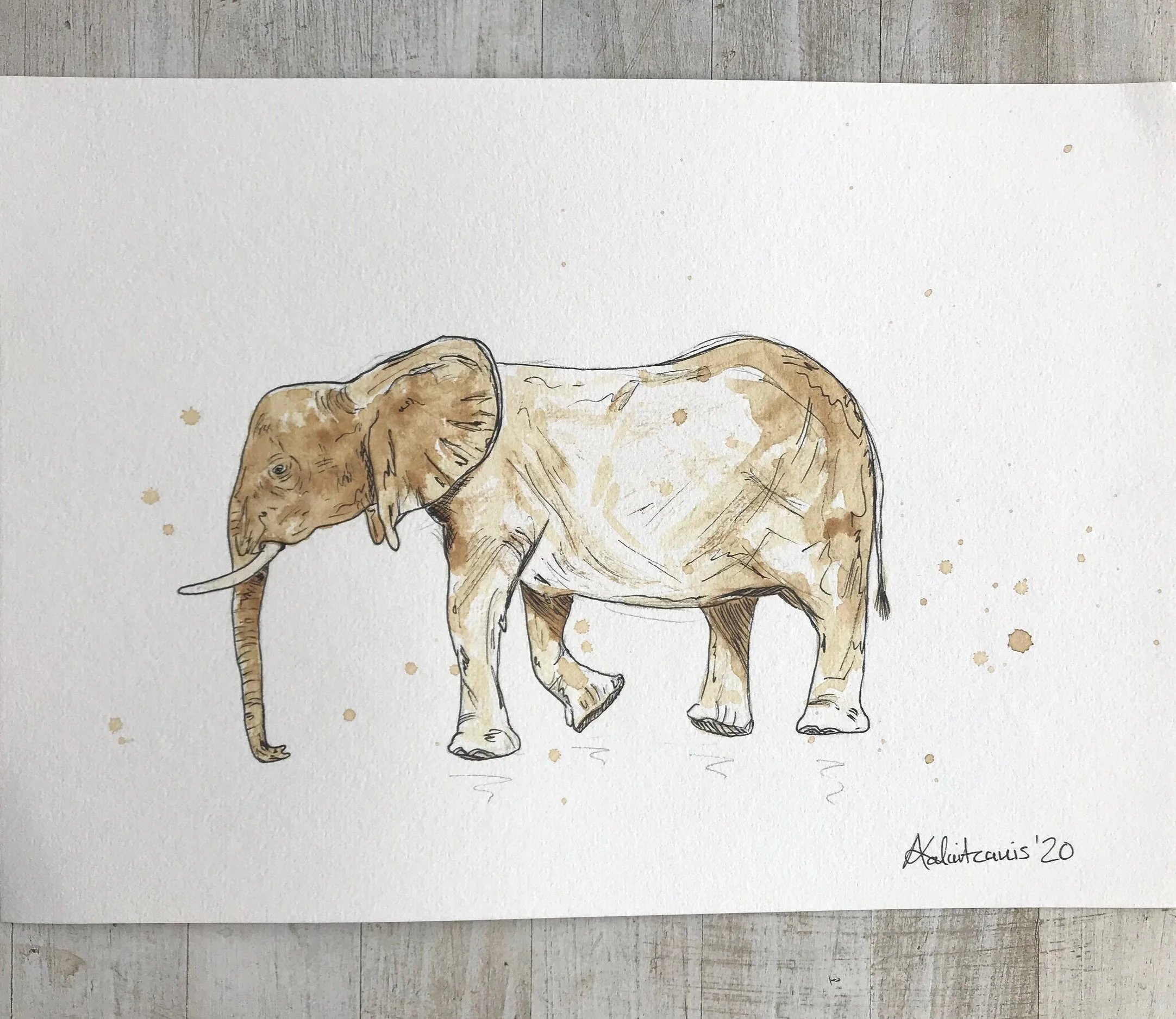 S4W019 Elephant in Coffee.jpg