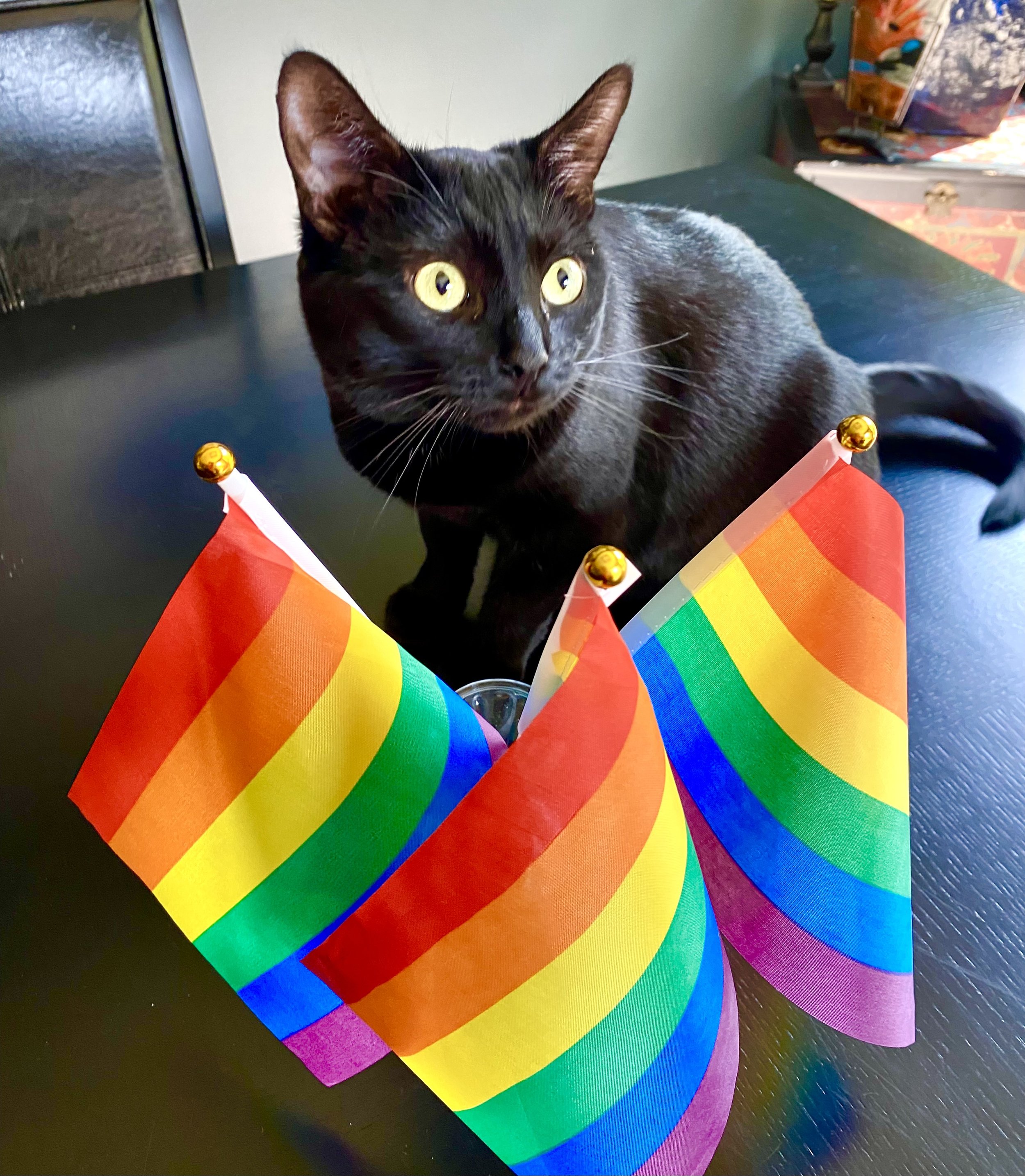 Pride Kitty.jpeg