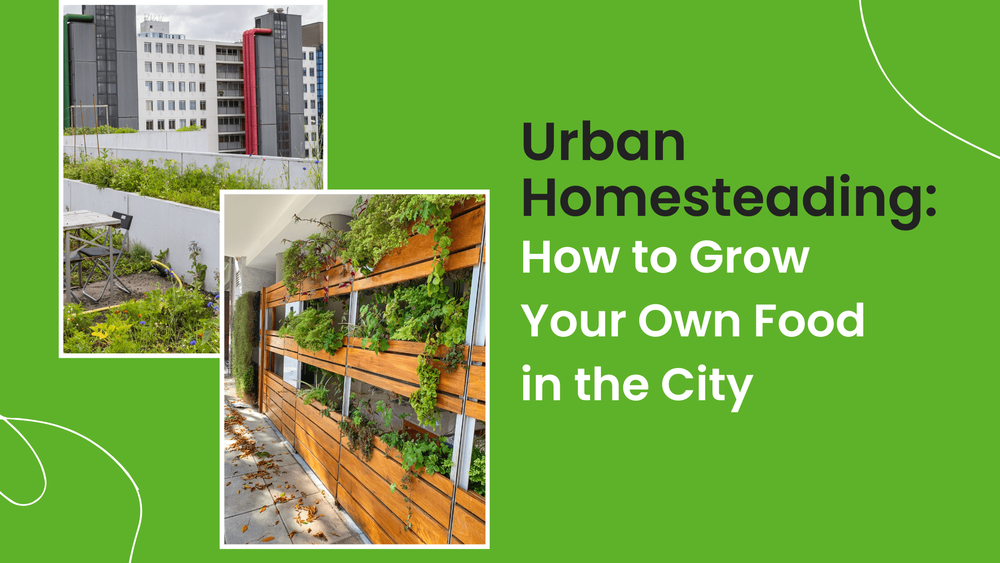 Urban Homesteading: How to Grow Your Own Food in the City