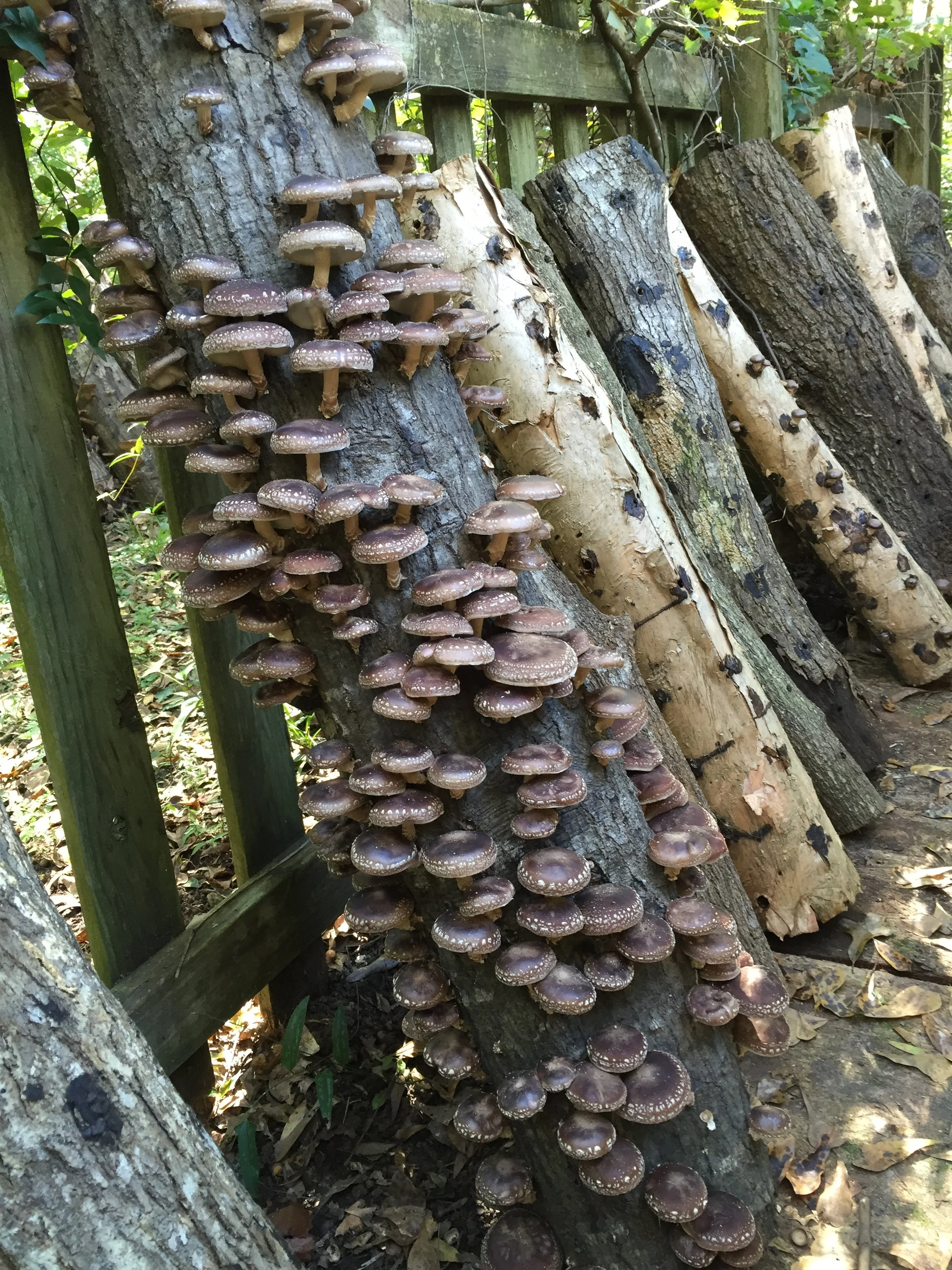 mushroom logs.jpg
