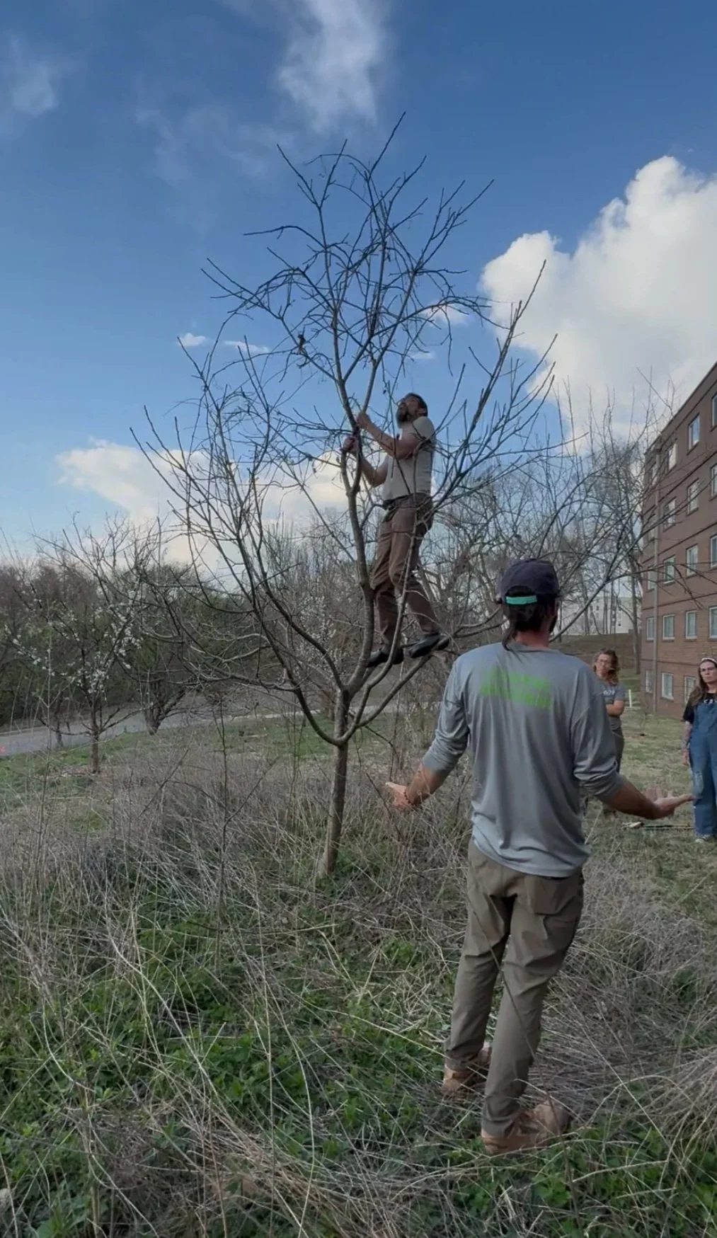 Intro to Pruning & Fruit Tree Care