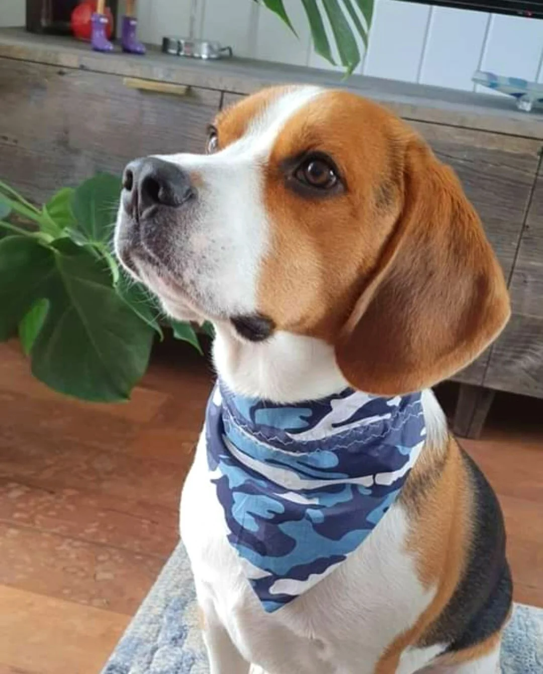 Beagle appreciation post 💙
🛒 Petkerchief.ie | Free shipping worldwide 🌎
#petkerchief #petbandana #dogbandana #catbandana #dogaccessories #cutedogs #petsupplies #handmade #dogsofinsta #dogsofinstagram #doggift #catgift #dailydog #dogoftheda