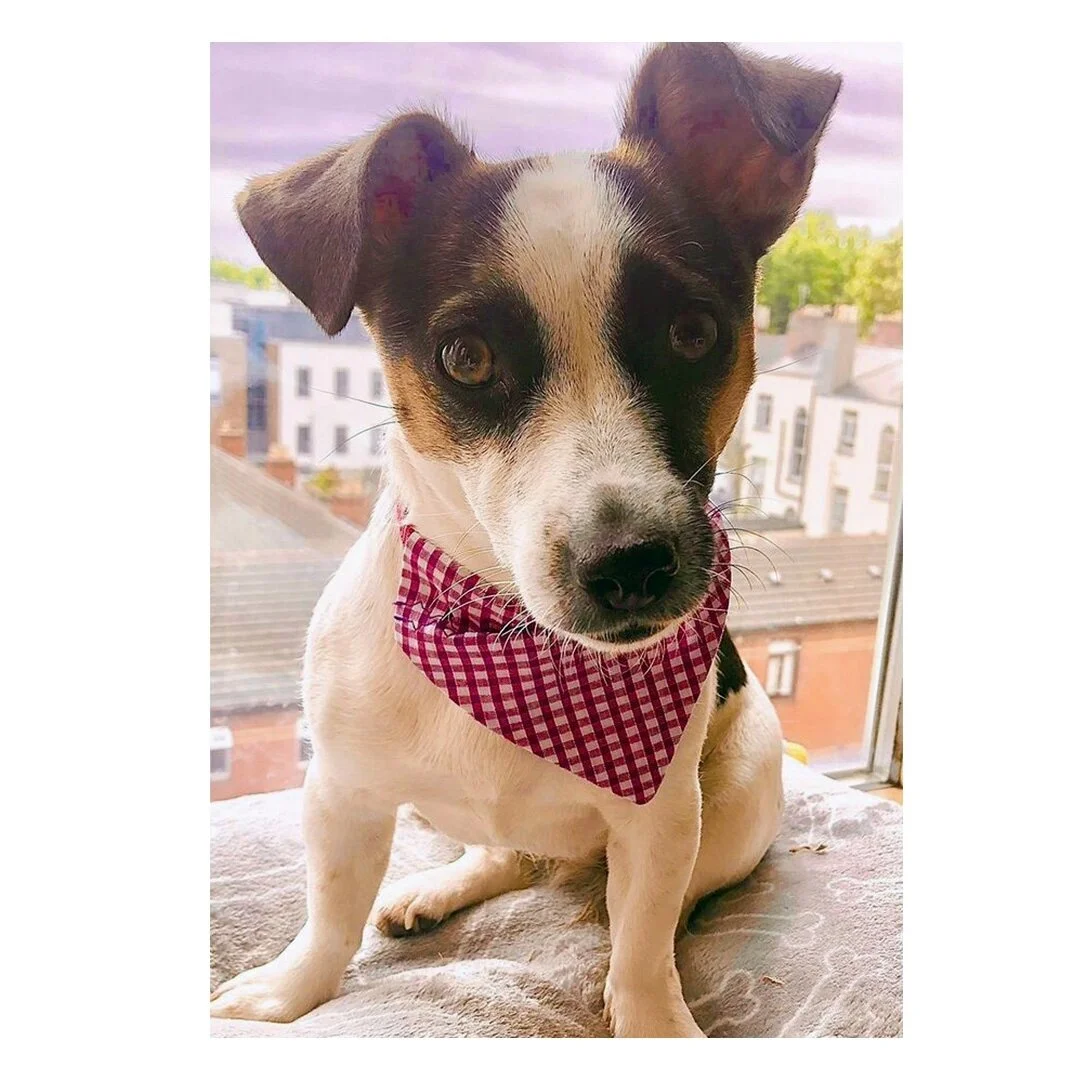 What's your favourite thing about Jack Russels? 🐶
How cute is little Wilma 💕
🛒 Petkerchief.ie | Free shipping worldwide 🌎
#petkerchief #petbandana #dogbandana #catbandana #dogaccessories #cutedogs #petsupplies #handmade #dogsofinsta #dogso