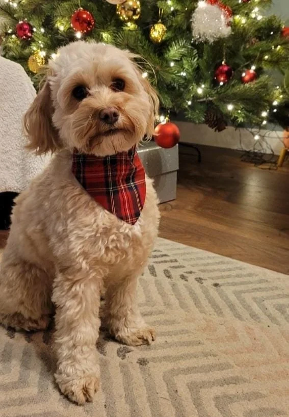 petkerchief+red+tartan+christmas.jpg