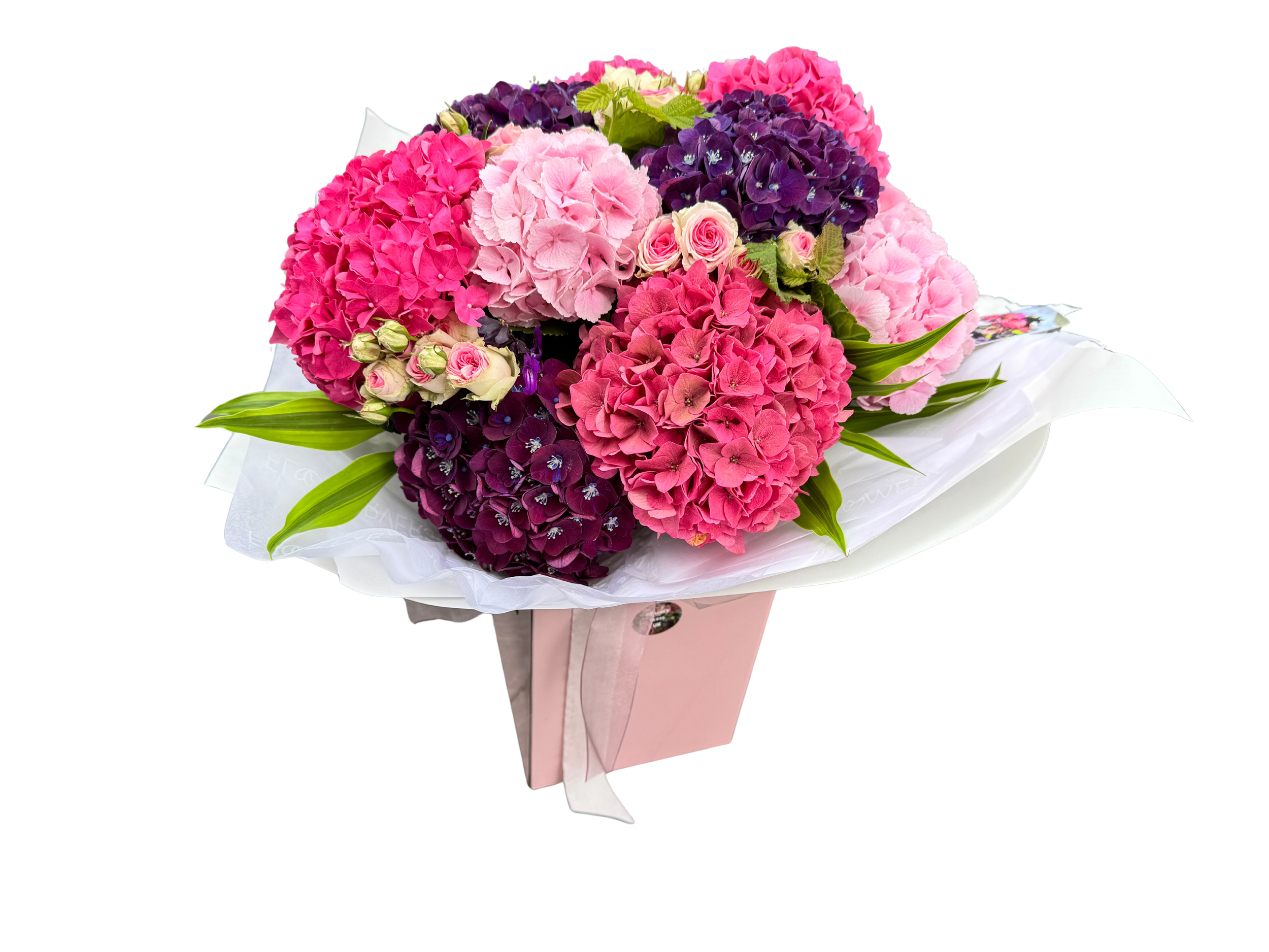 Hydragea Lux Wolfson Flowervers.png
