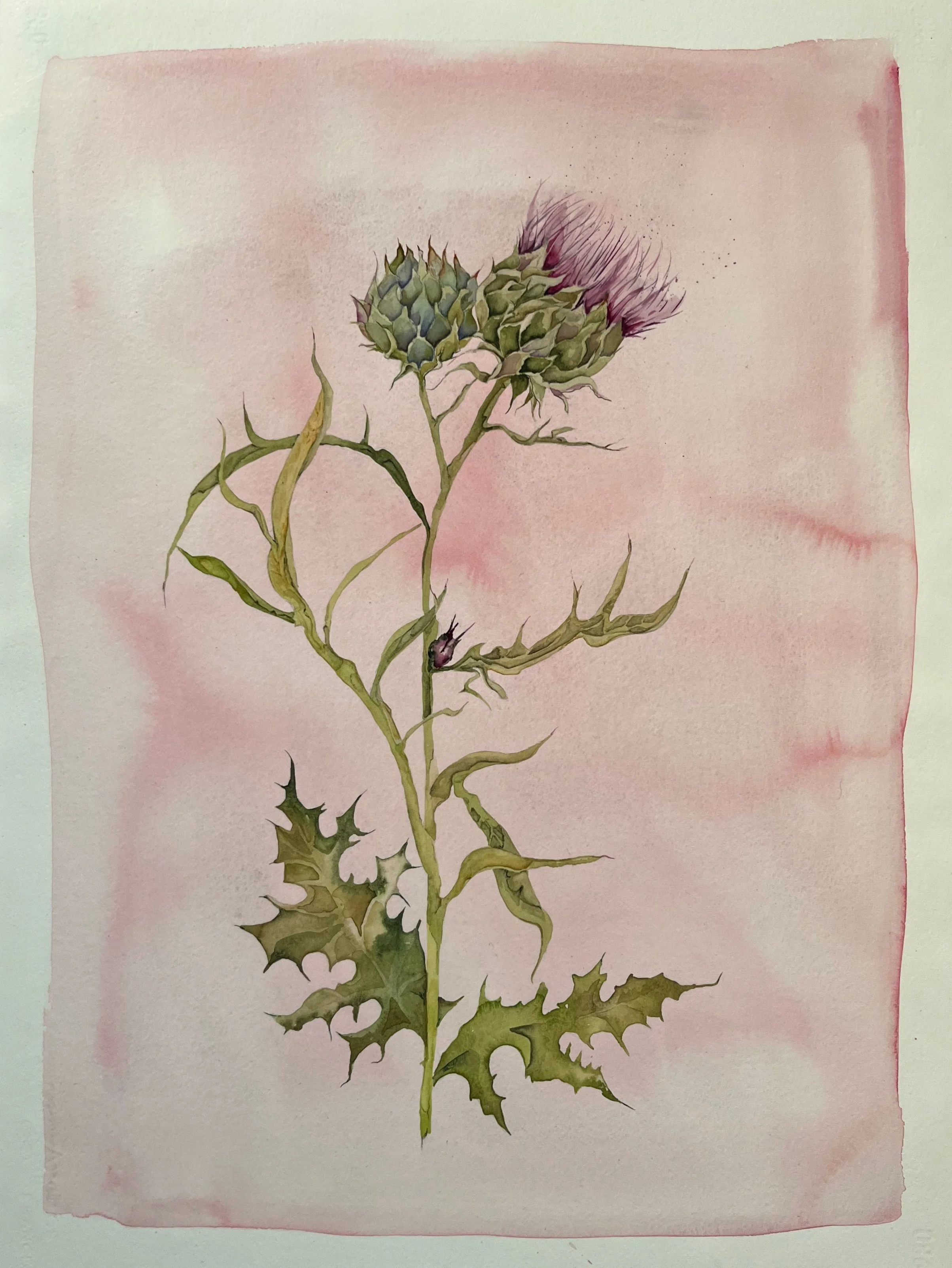 Thistle