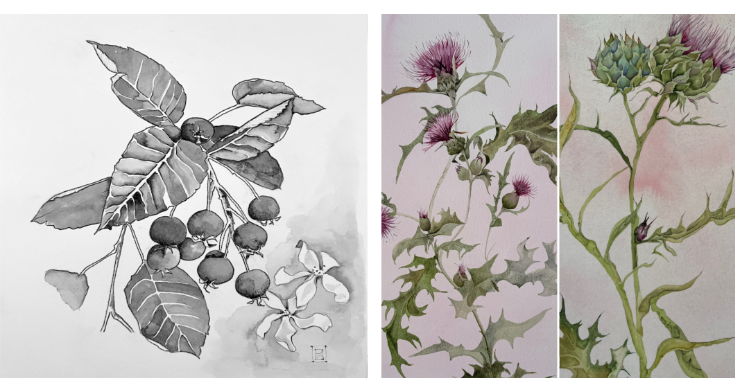 Commisions & Illustrations