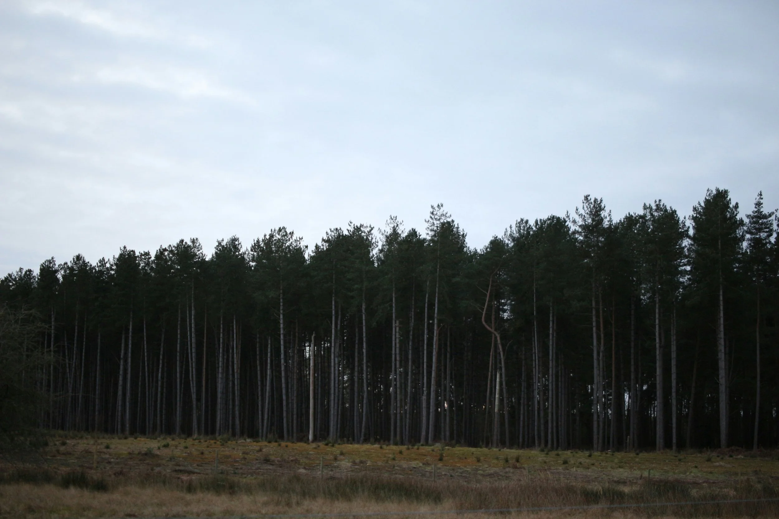 Project Midgard Forestry and Conservation Carbon Project, Paraguay