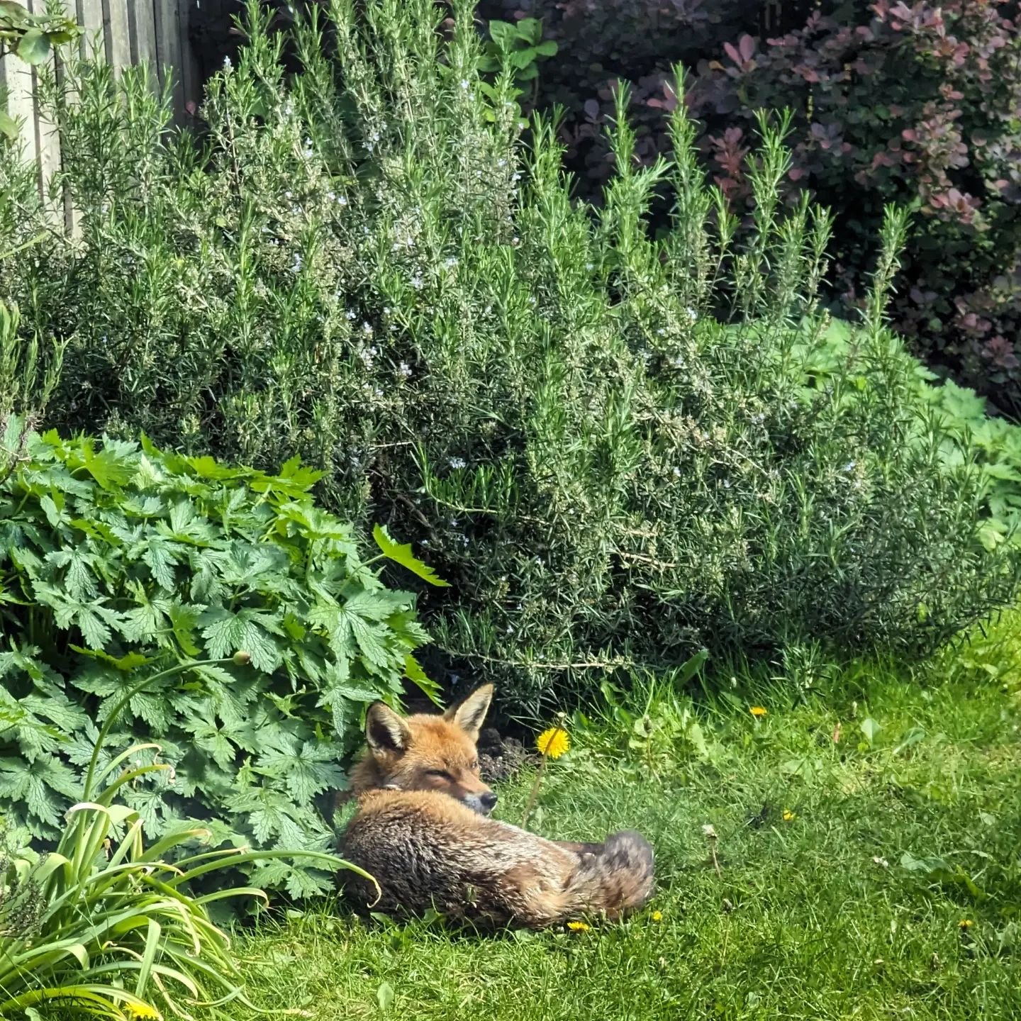 Yesterday there was a fox in our Garden.