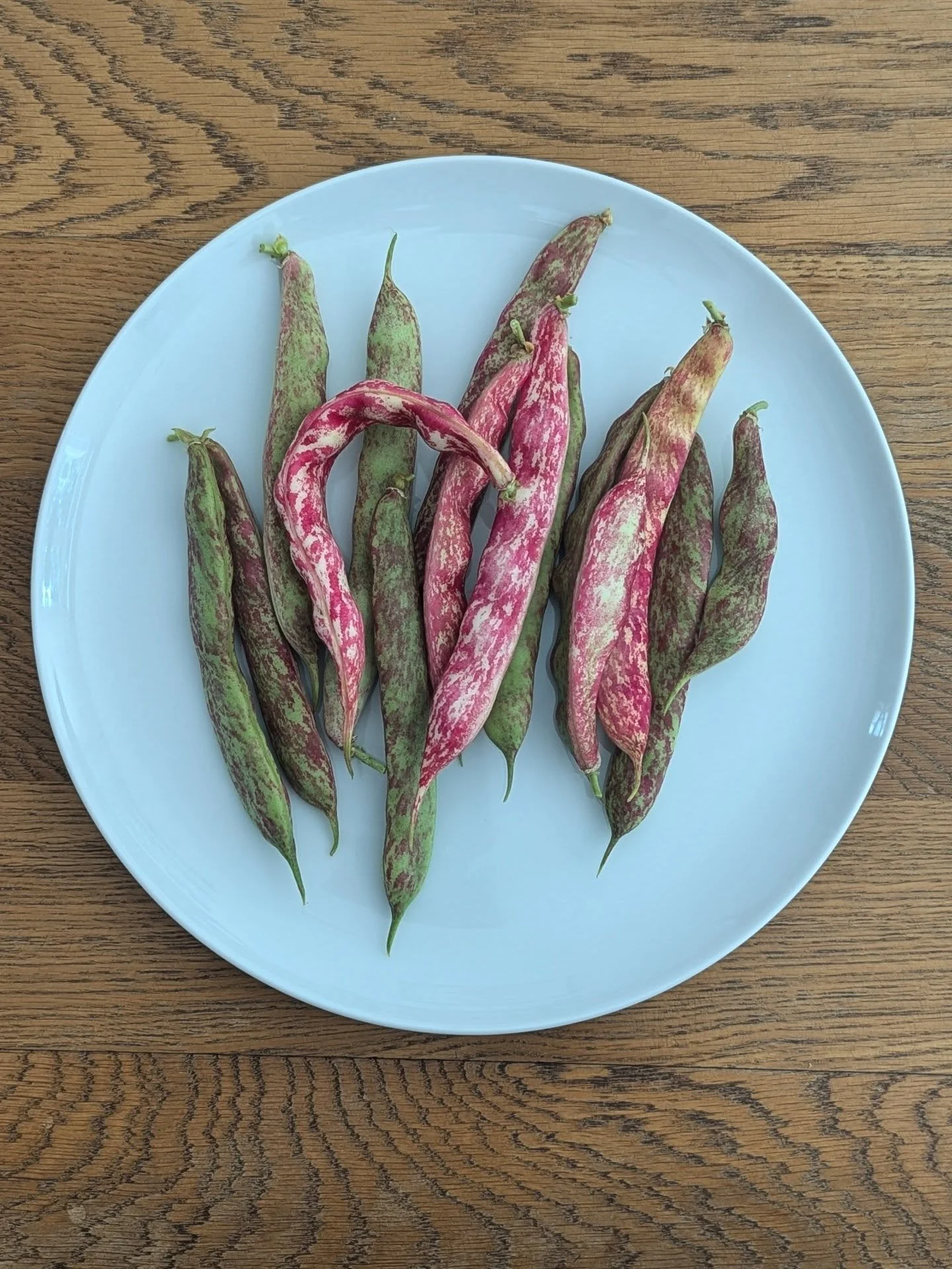 We're farmers now. 

My Christmas stocking filler has bloomed. 

👨🏼&zwj;🌾