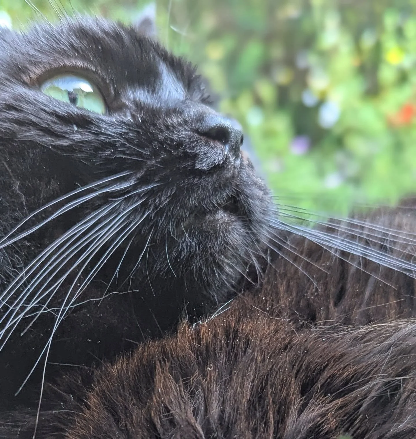 Hot kitty. #InkieTheCat 🐈&zwj;⬛