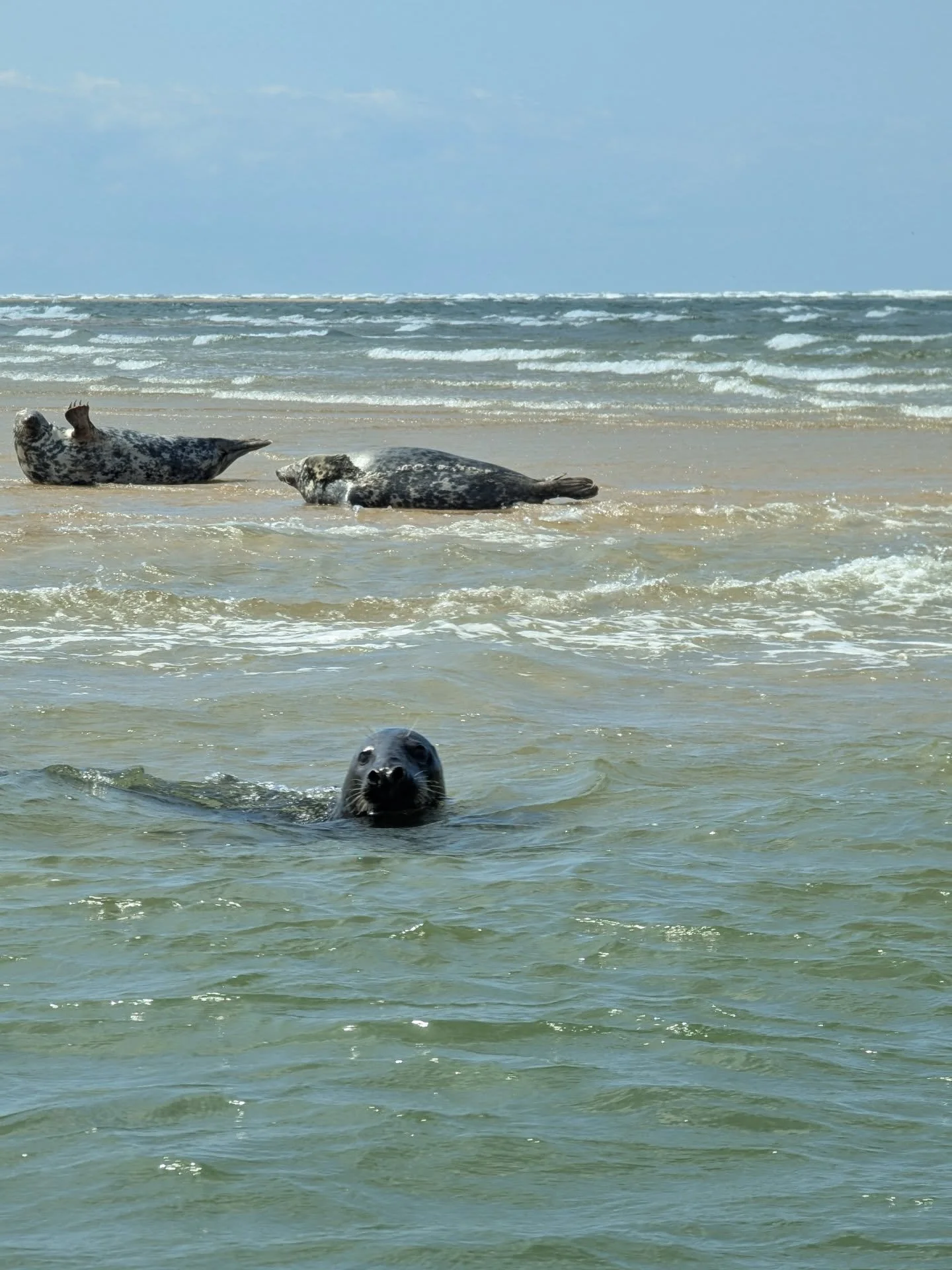 Seals &amp; Spoonbills. 🦭🦭🦭