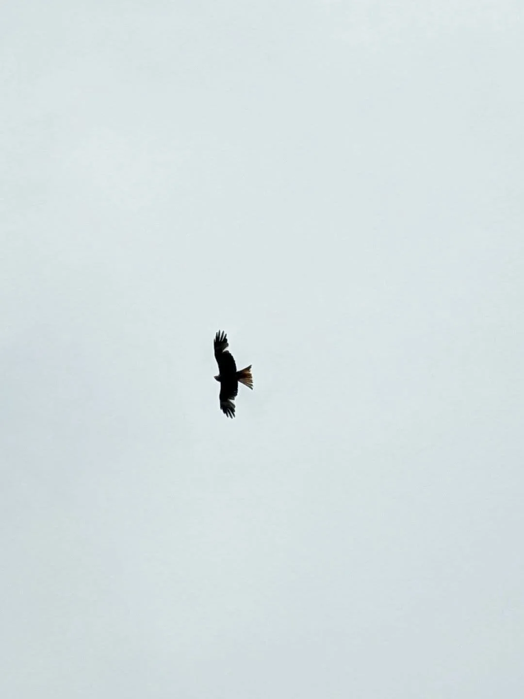 Red Kite over Tottenham. 

#RedKite #Tottenham #Bird