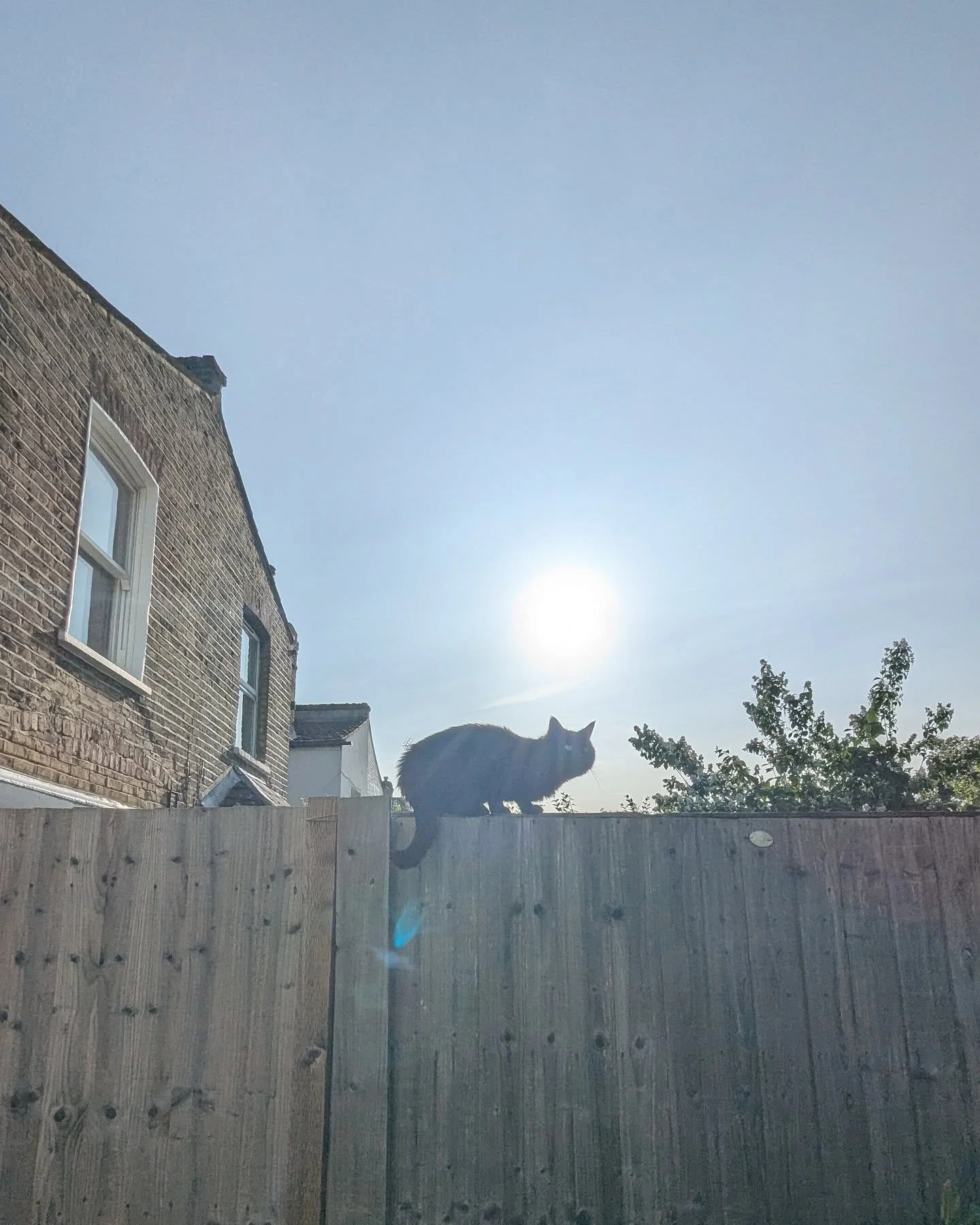 Inkie. Aka the Squink. 

#InkieTheCat