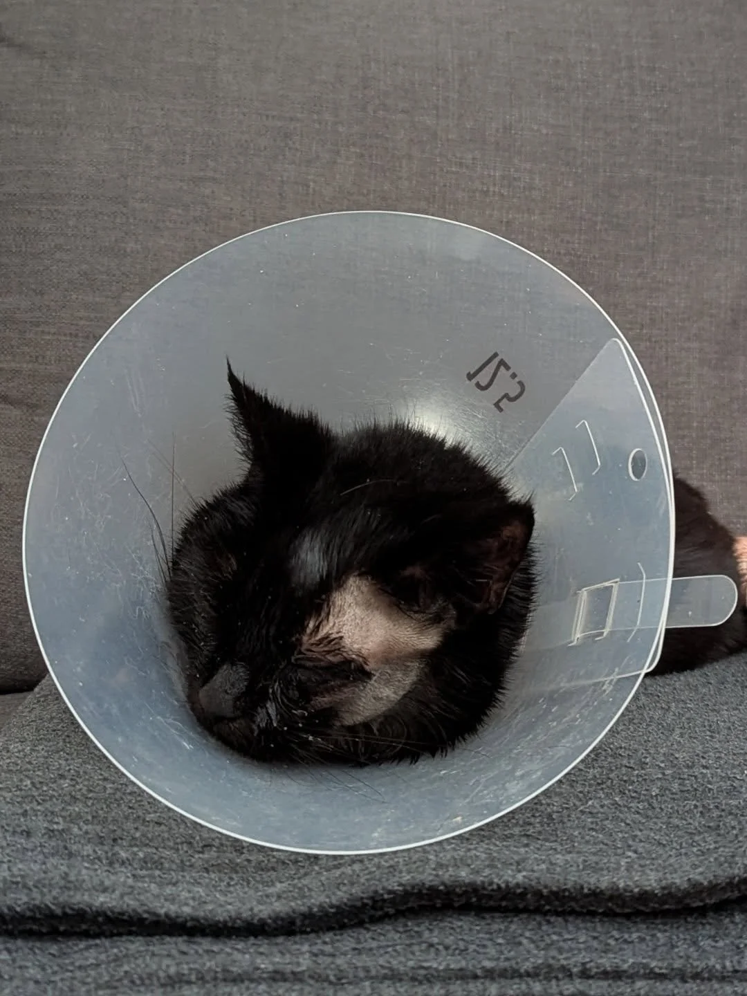 Inkie's had a rough week and I love her very much. Probably more than before, which to be frank I didn't think was possible. 

She's on the mend. 🐈&zwj;⬛❤️

#InkieTheCat