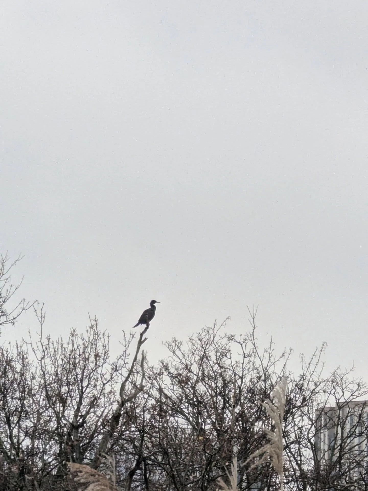 Christmas Cormorant.