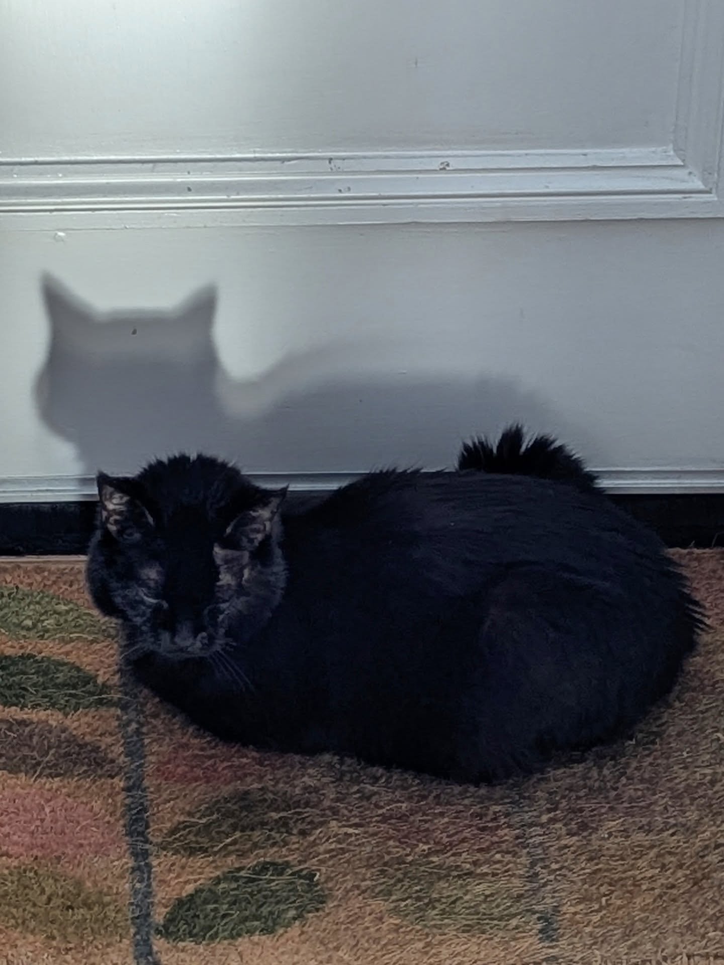 Me &amp; my shadow. #InkieTheCat