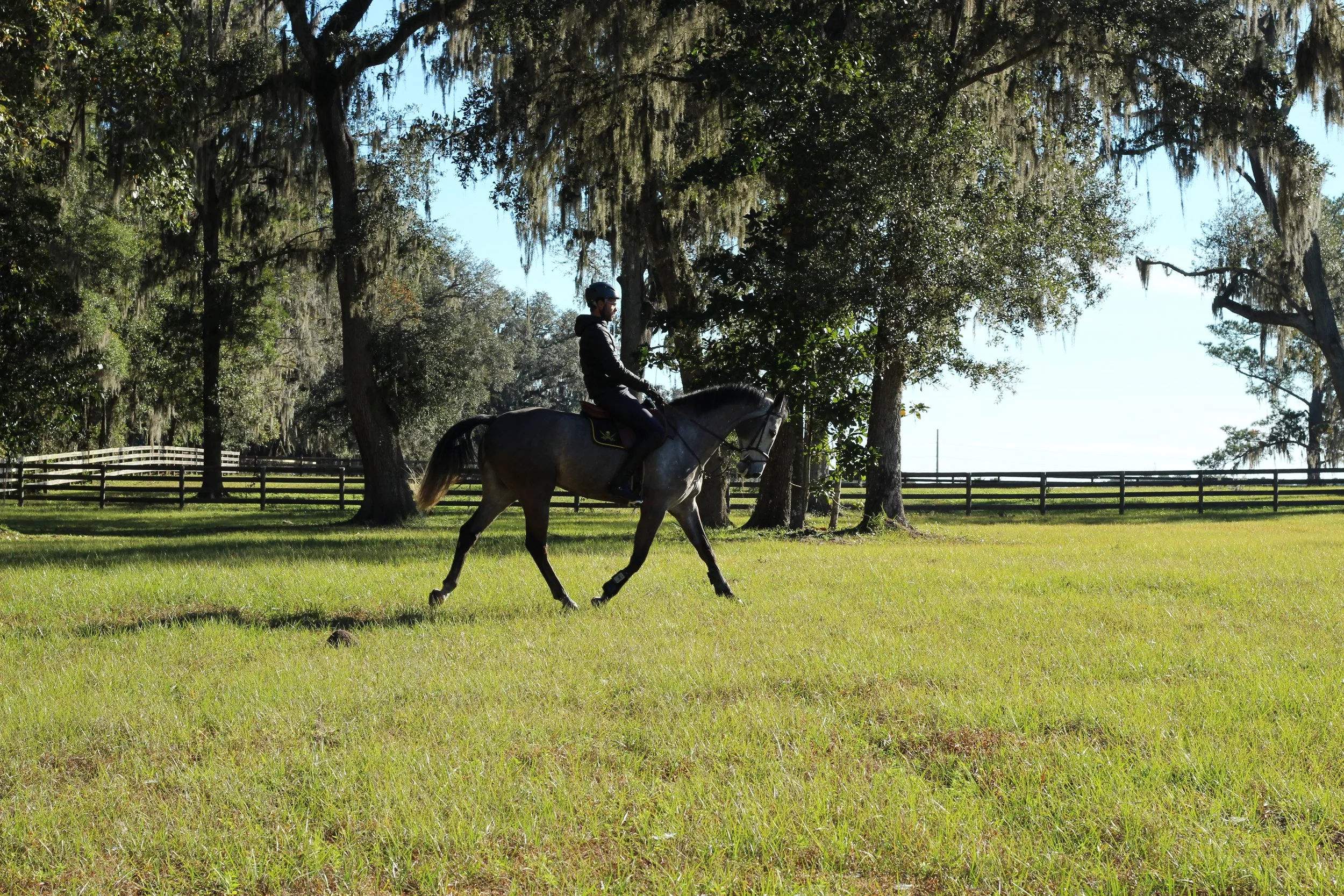 A person riding a horse in a grassy field surrounded by trees and a wooden fence with Spanish moss hanging from the branches.