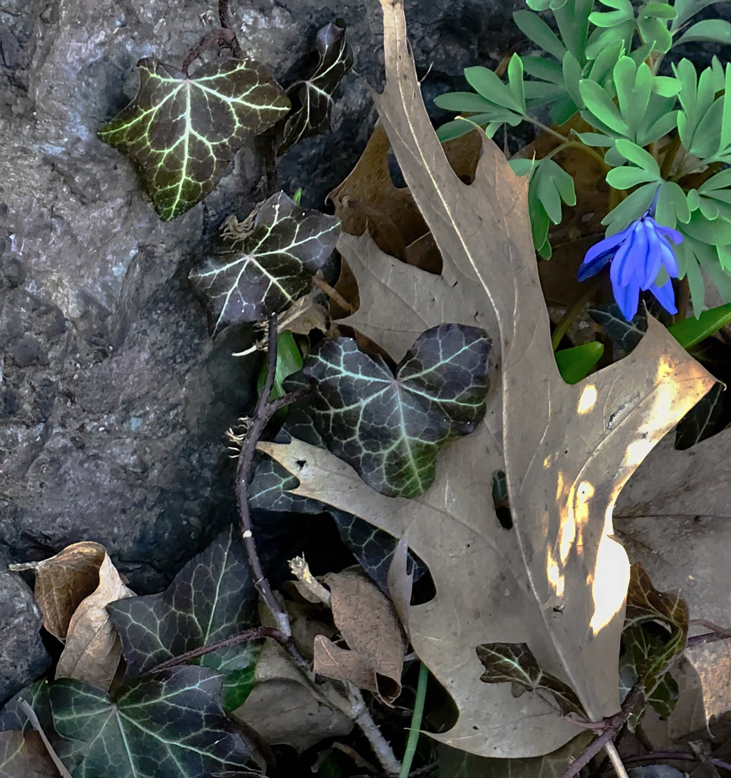 Goethe's Blue Flower, 11x11