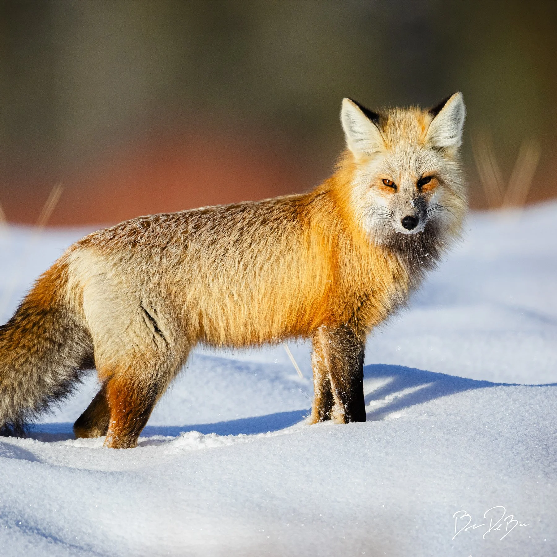 DeBock-Red-Fox-12x12_web.jpg
