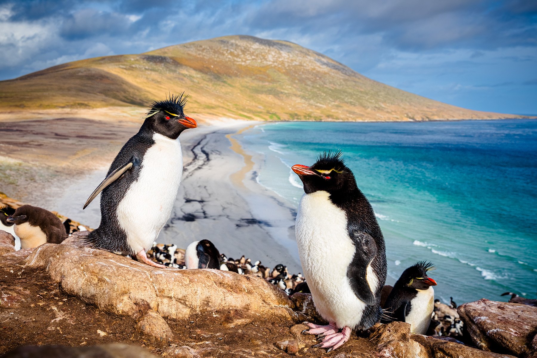 ROCKHOPPER COLONY