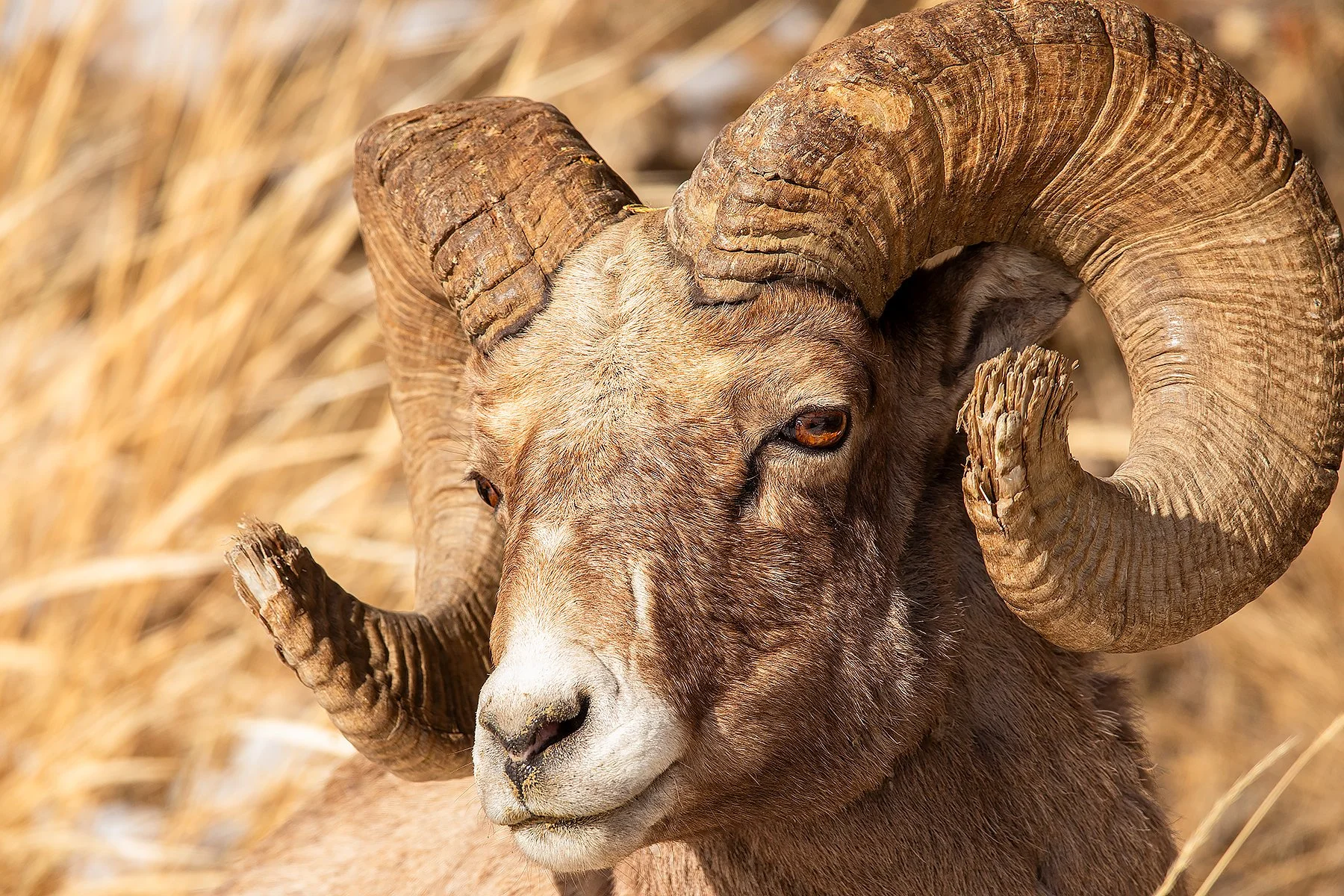 BIGHORN SHEEP ✨