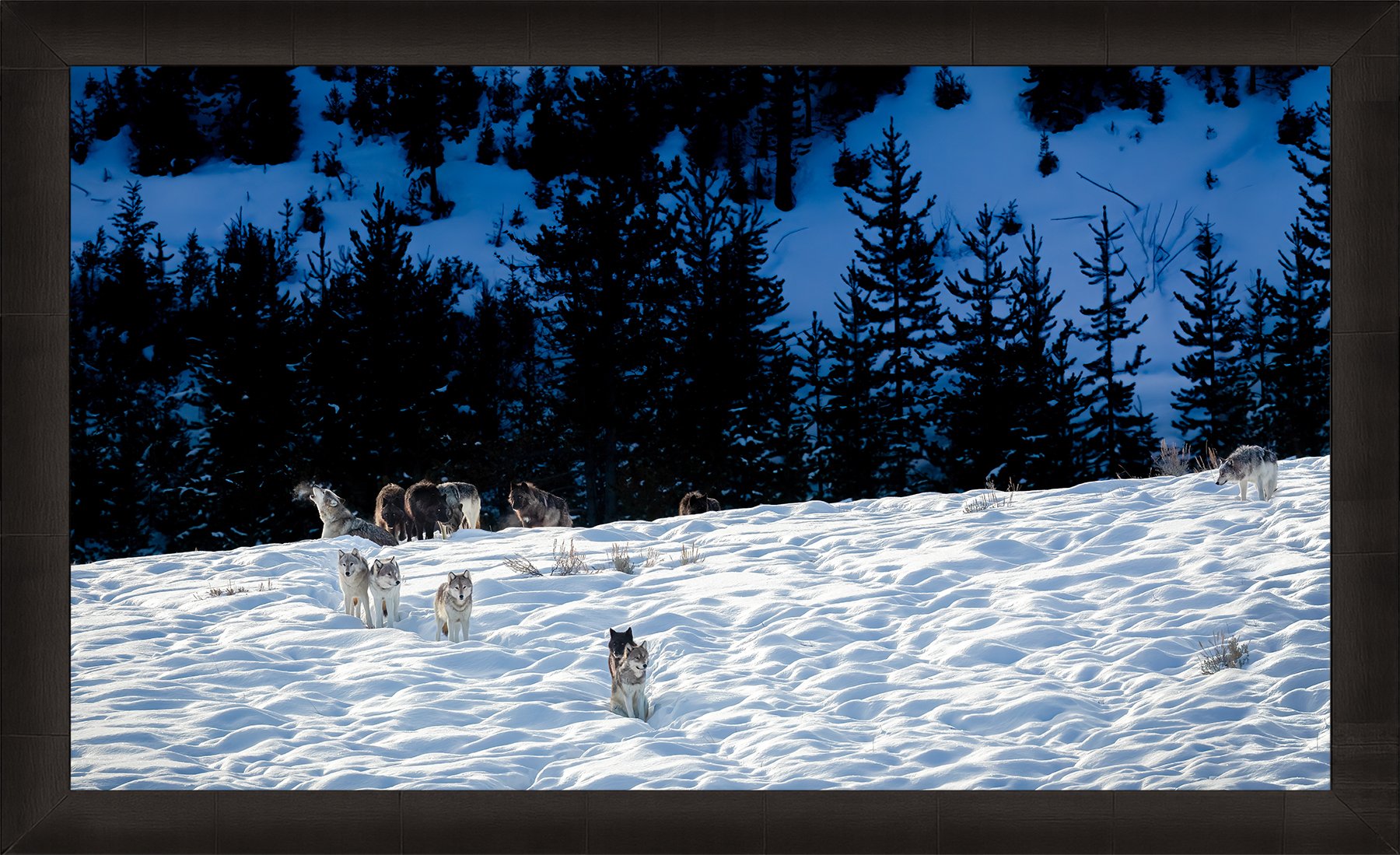 DeBock-Wapiti-Wolf-Pack-Framed-Dark-Ash-1800x.jpg