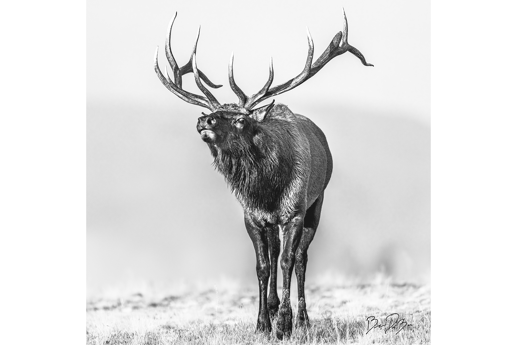 DeBock-Elk-Call-12x12-1800x.png