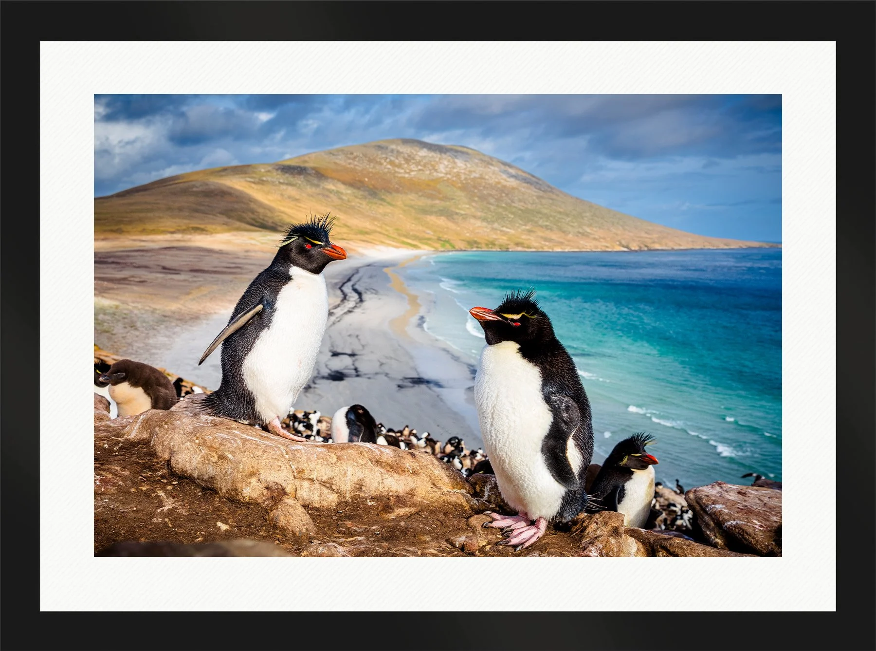 Blake-DeBock-Rockhopper-Colony-Framed-Matte-Black-Wht-Liner-1800x.jpg
