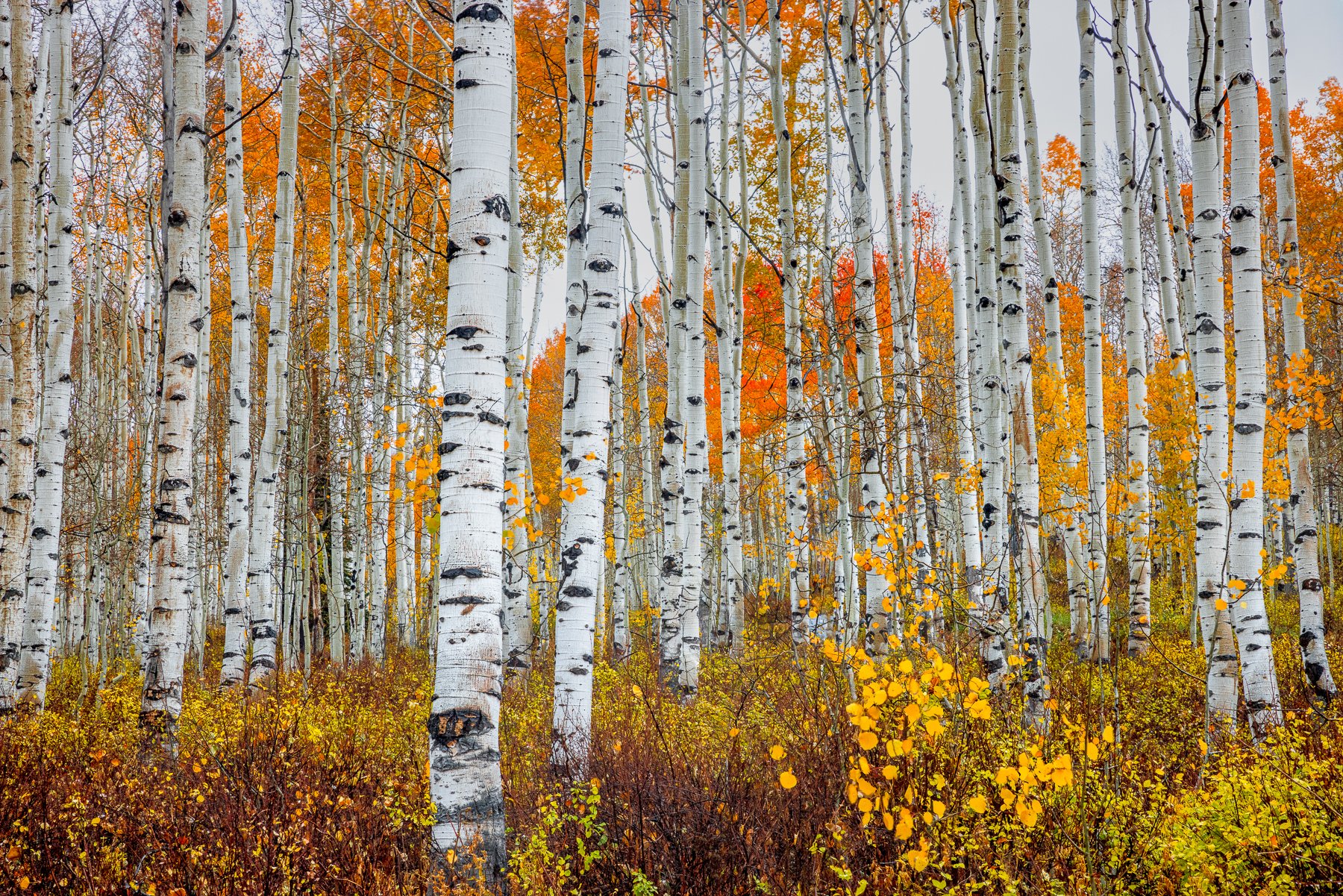ASPENS
