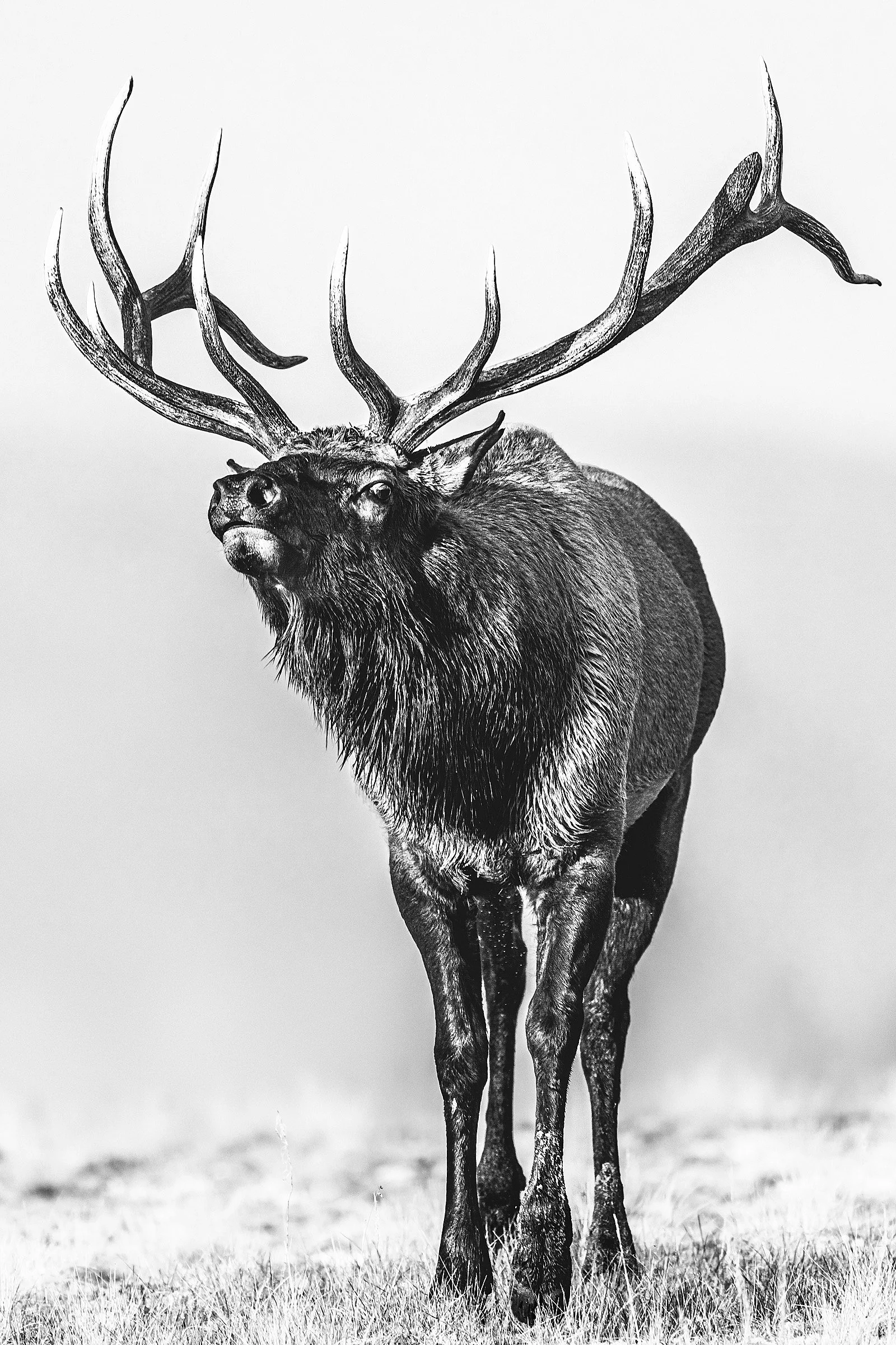 Blake-DeBock-Call-Of-The-Wild_web.jpg