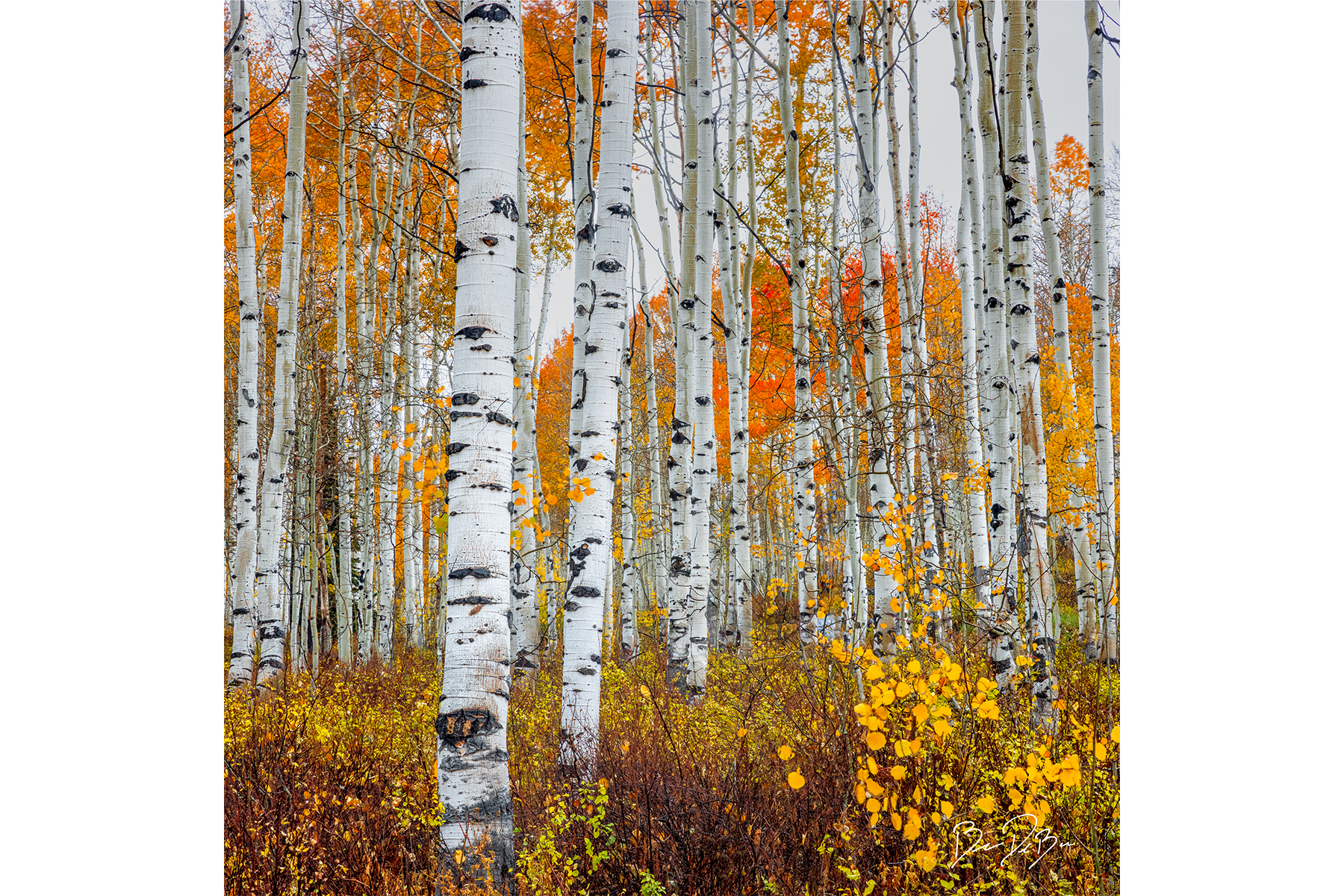 DeBock-Aspens-12x12-1800x.png