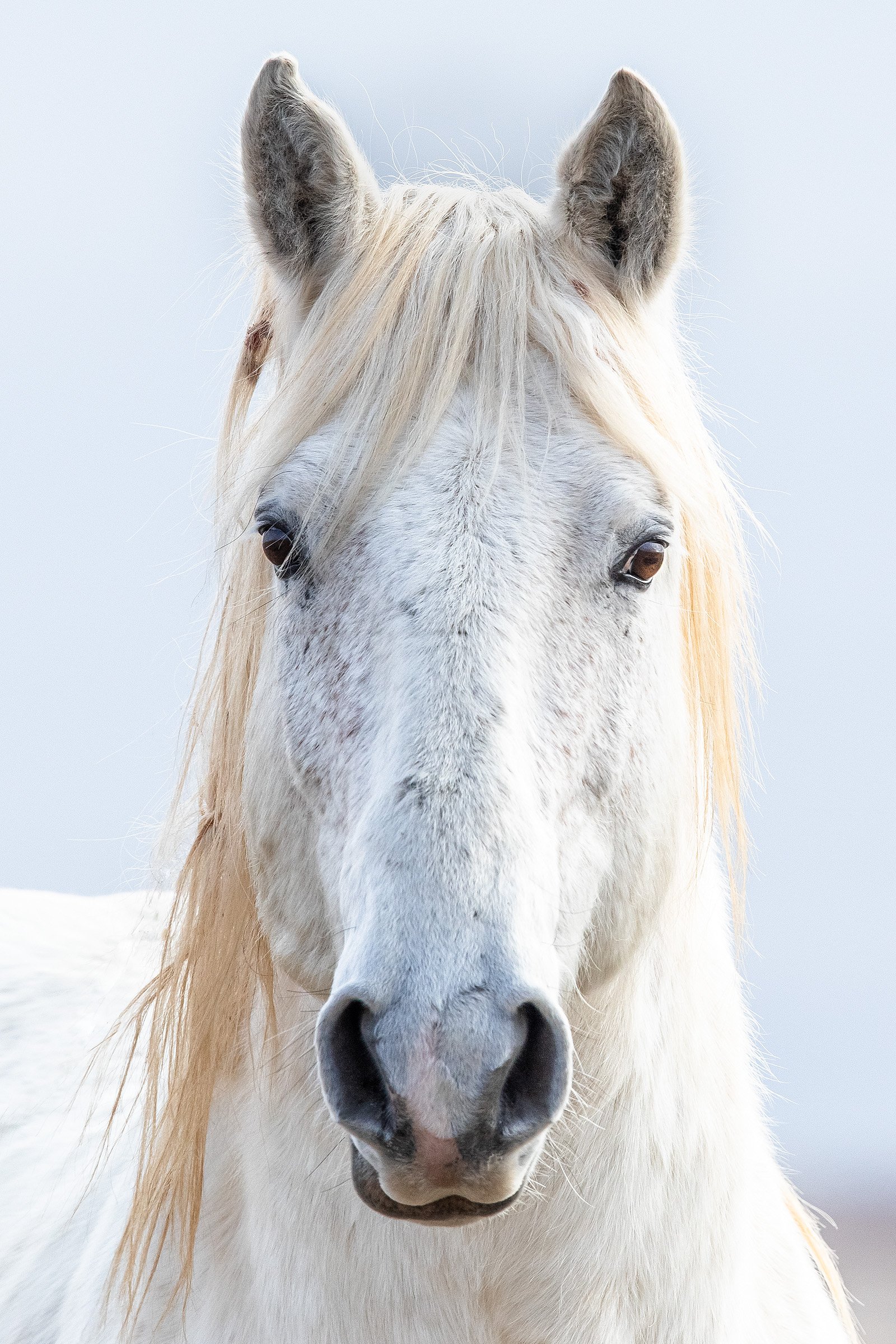 Blake-DeBock-White-Horse_web.jpg