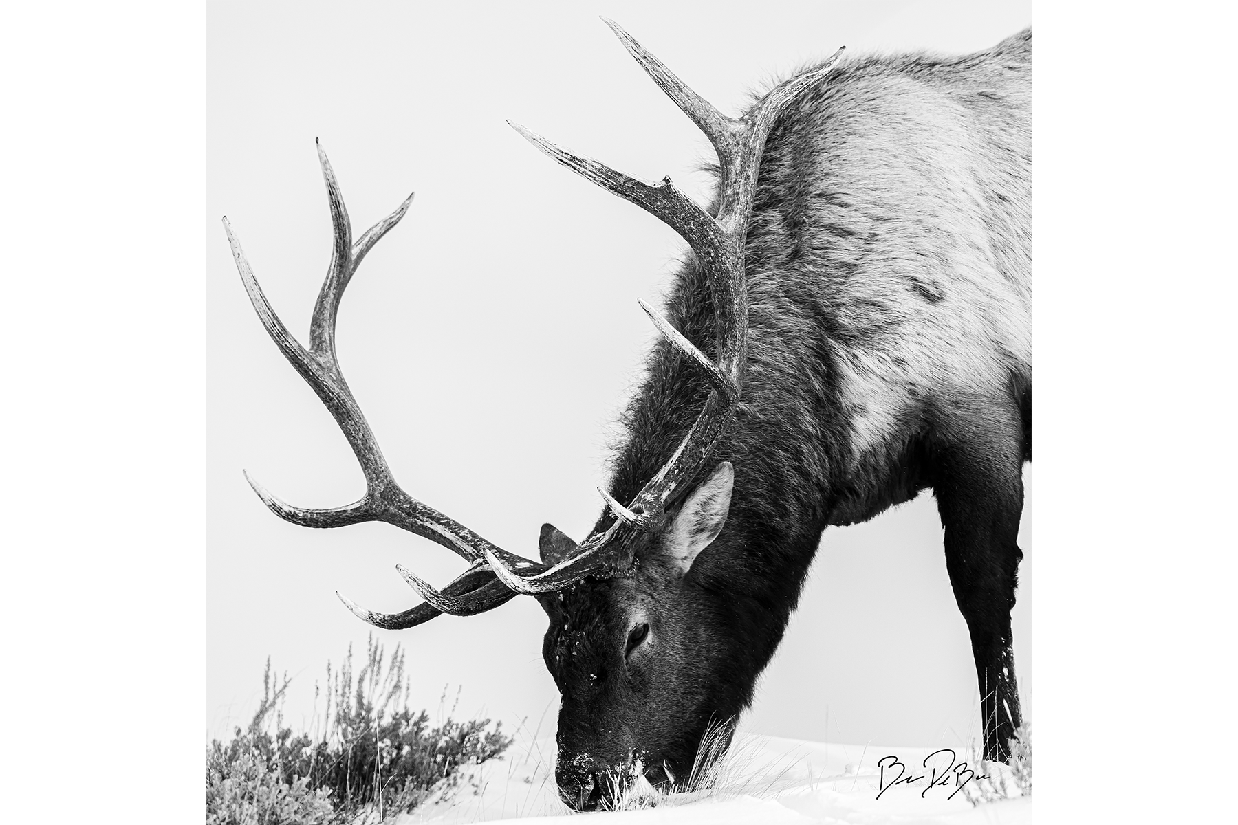 Blake-DeBock-Elk_web.png
