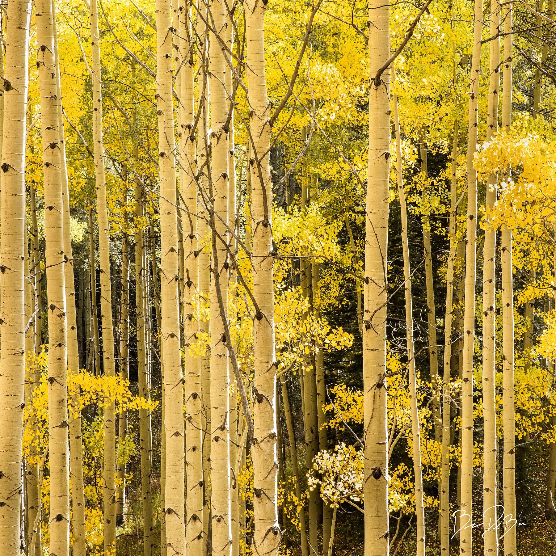 Blake-DeBock-Golden-Aspens_12x12_web.jpg