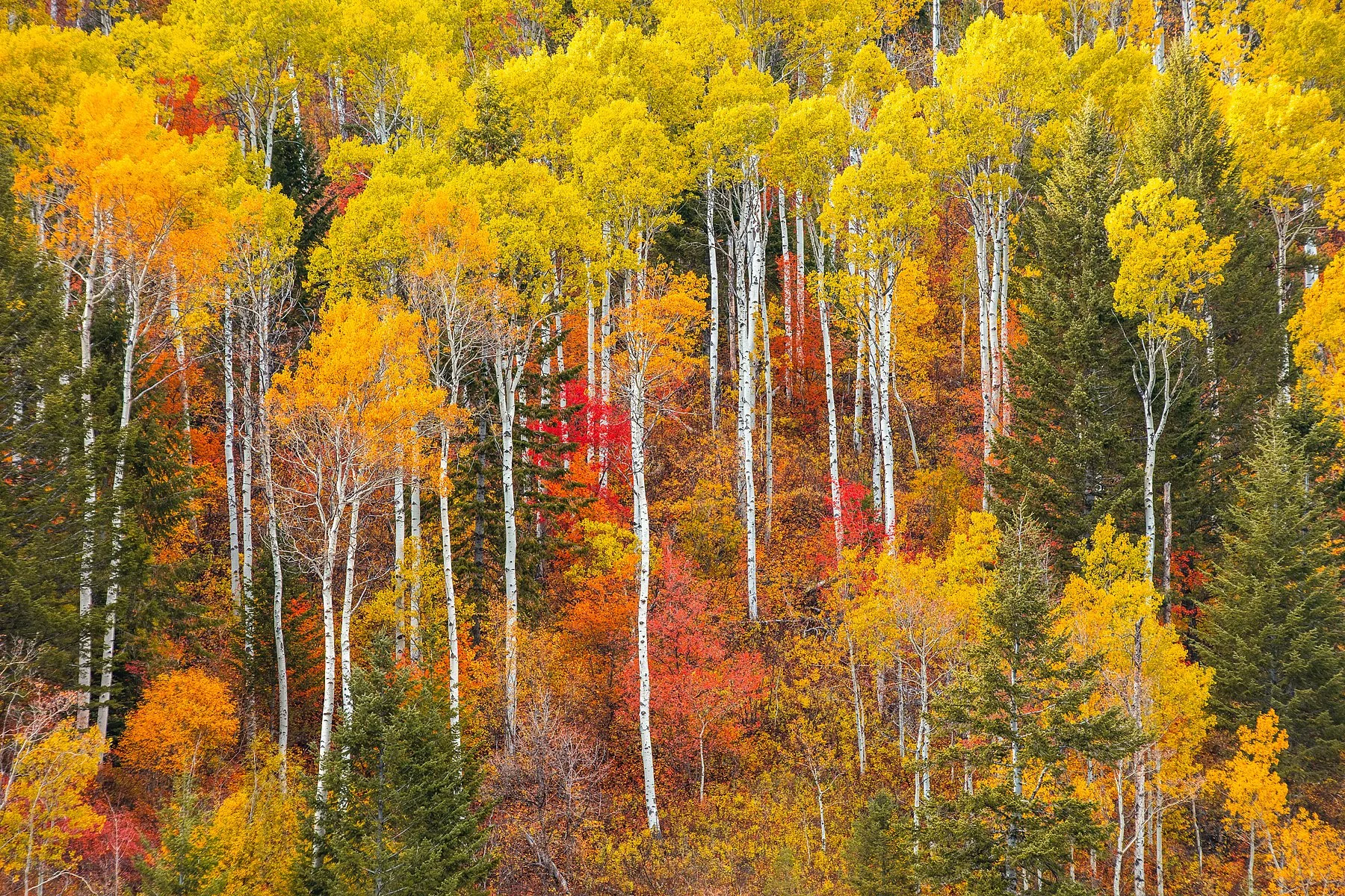 Blake-DeBock-Autumn-in-Idaho_web.jpg
