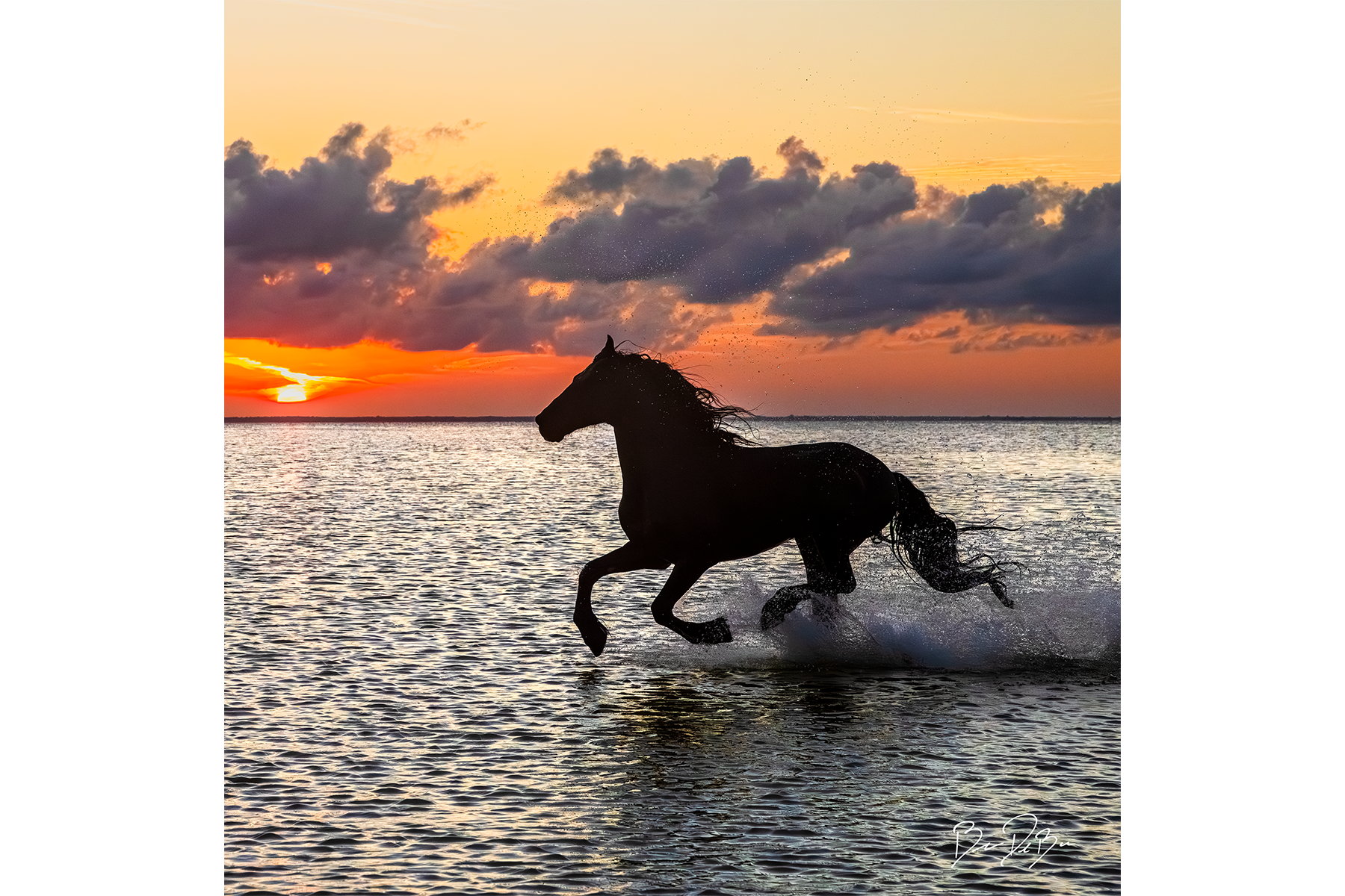 Black-Stallion-12x12-1800x.png