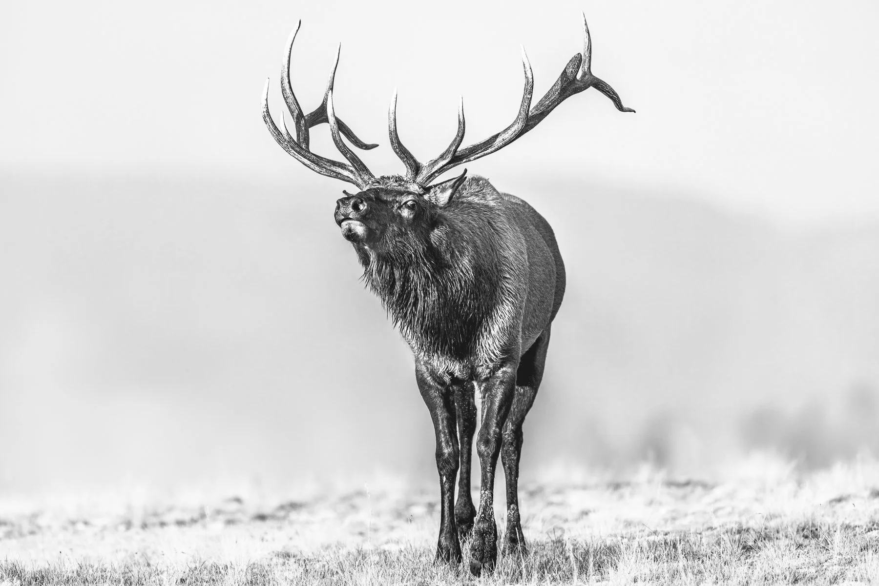 The Time a Bull Elk Bugled in my Face