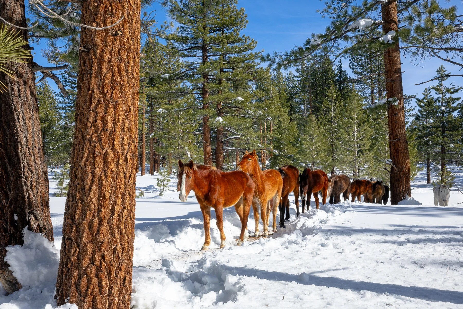 Wild Horses Rescued After Snowstorm Near Mammoth Lakes