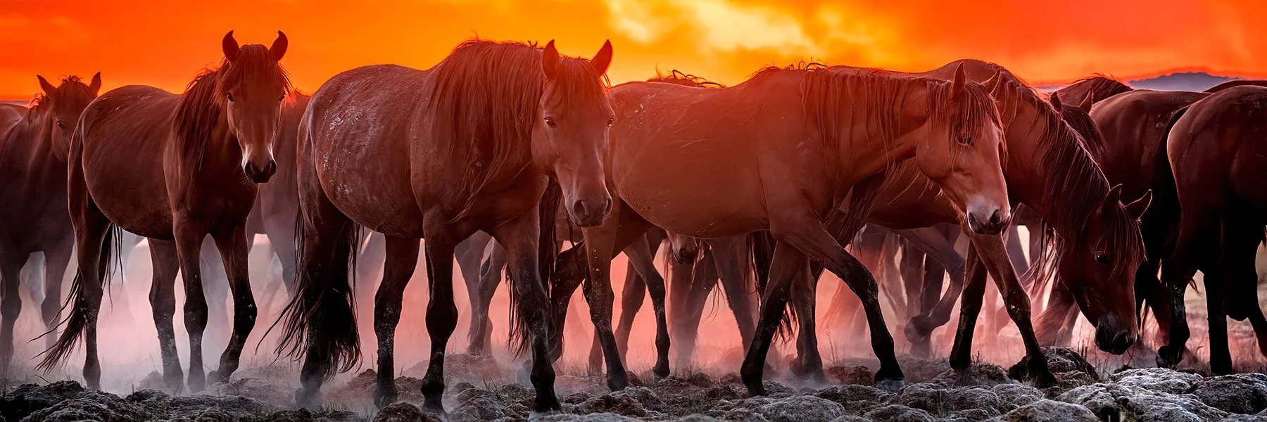 Year of the Fire Horse