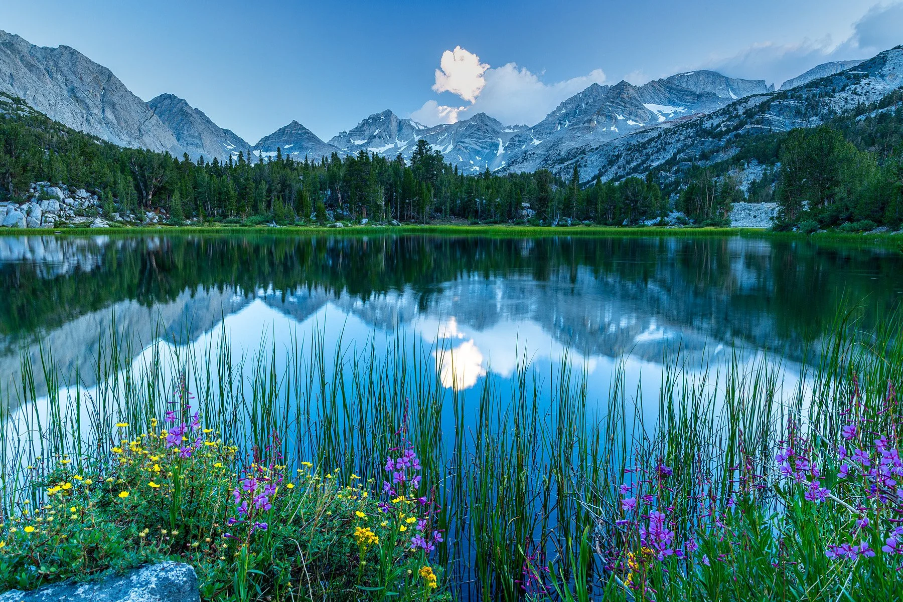Blake-DeBock-Mountain-Wildflowers_web.jpg