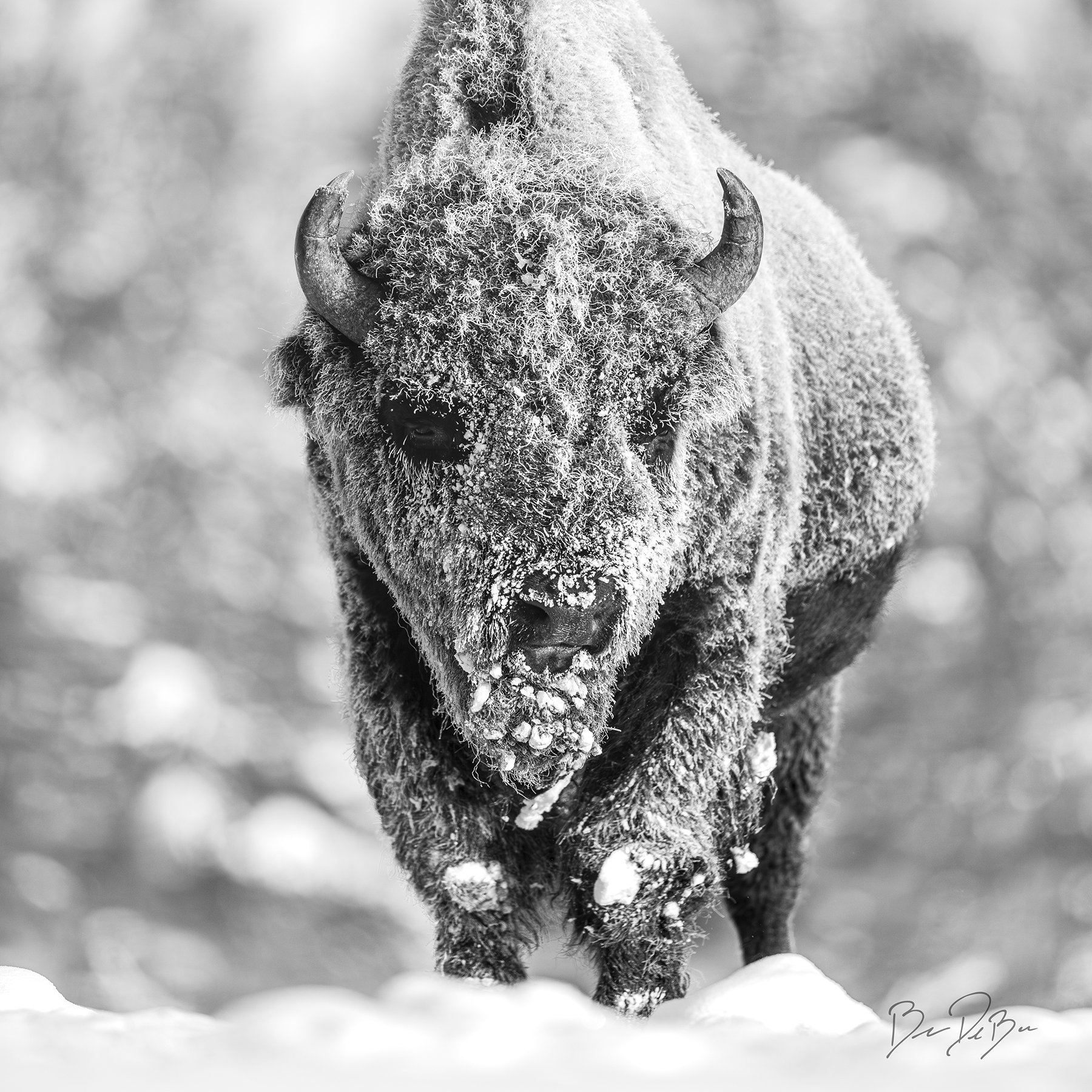 AMERICAN BISON ⭐