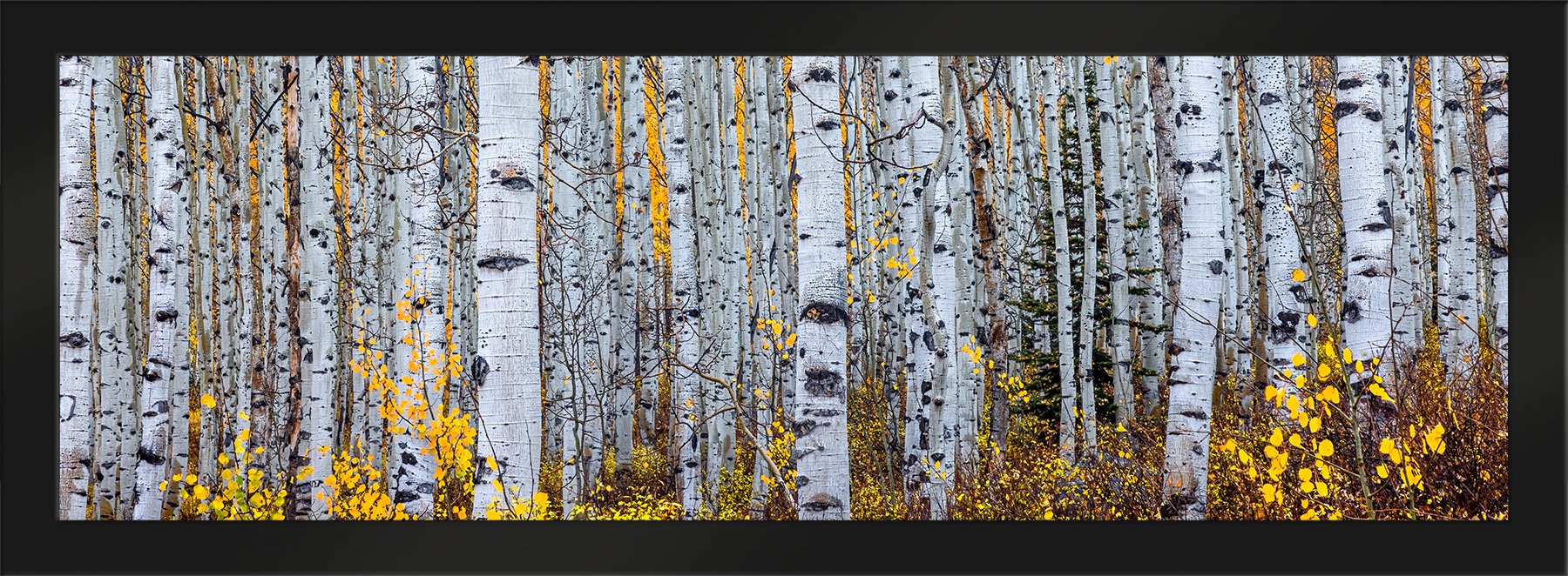 DeBock-Aspen-Forest-Framed-Matte-Black-1800x.jpg