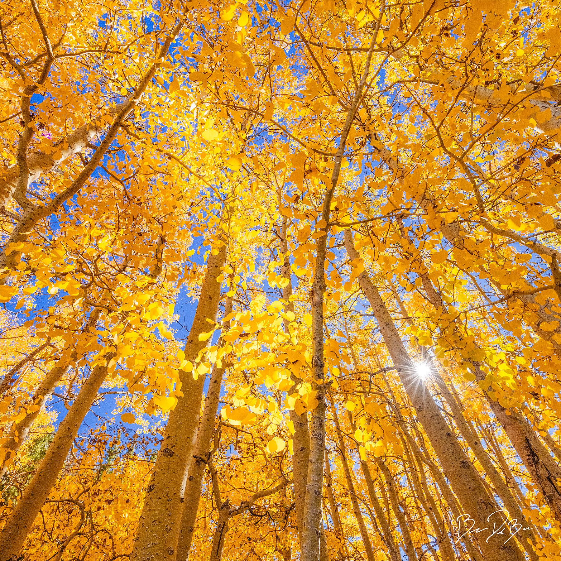 Blake-DeBock-Golden-Aspens_12x12_web.jpg