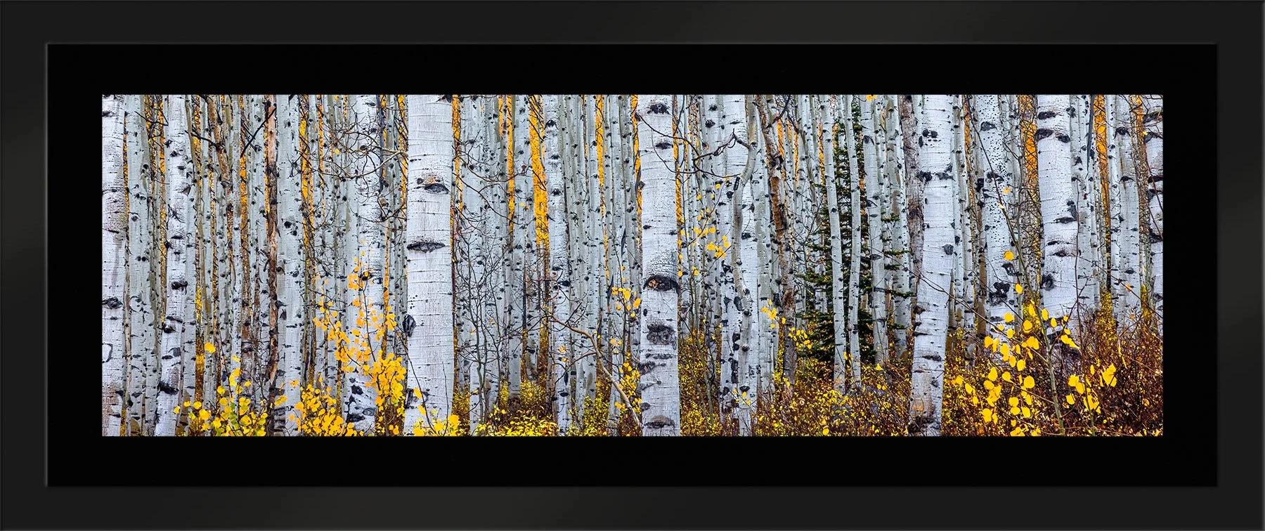 DeBock-Aspen-Forest-Framed-Matte-Black-Blk-Liner-1800x.jpg