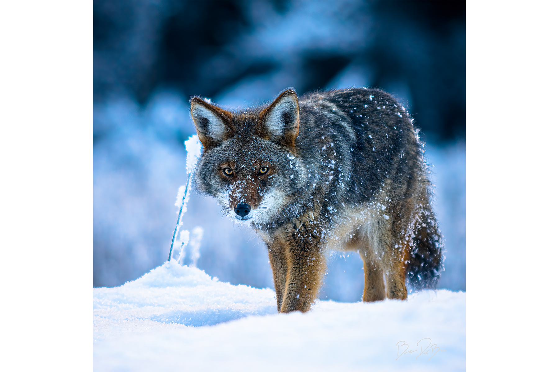 COYOTE