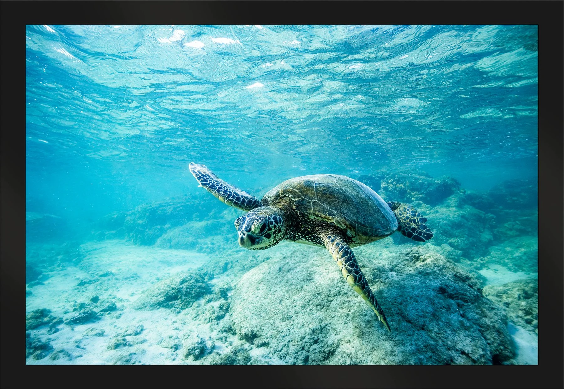 DeBock-Honu-Framed-Matte-Black-1800x.jpg